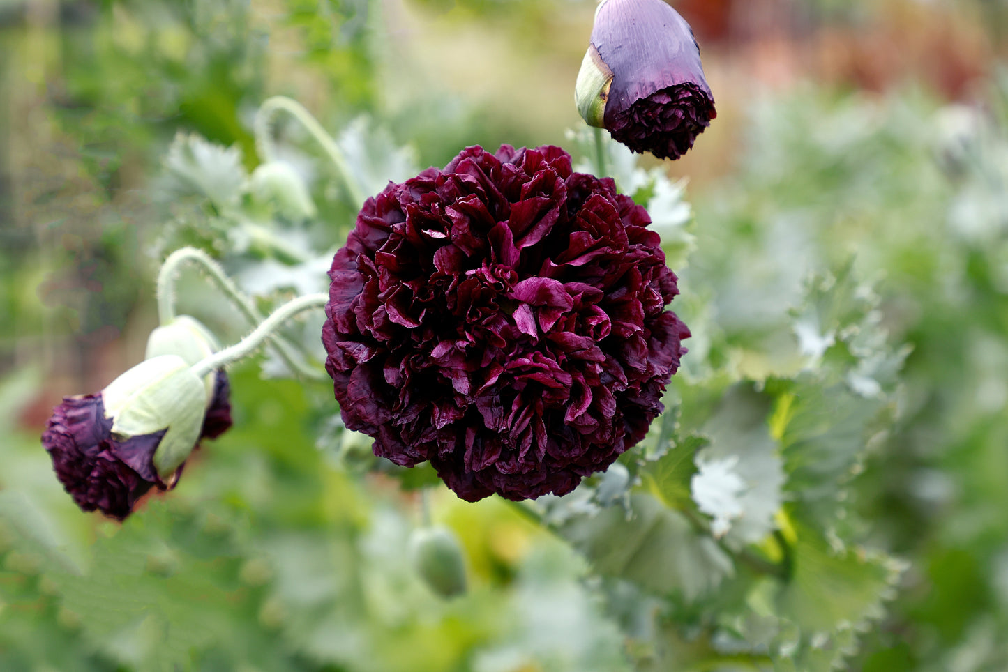 250 BLACK PEONY POPPY Papaver Peoniflorum Flower Seeds