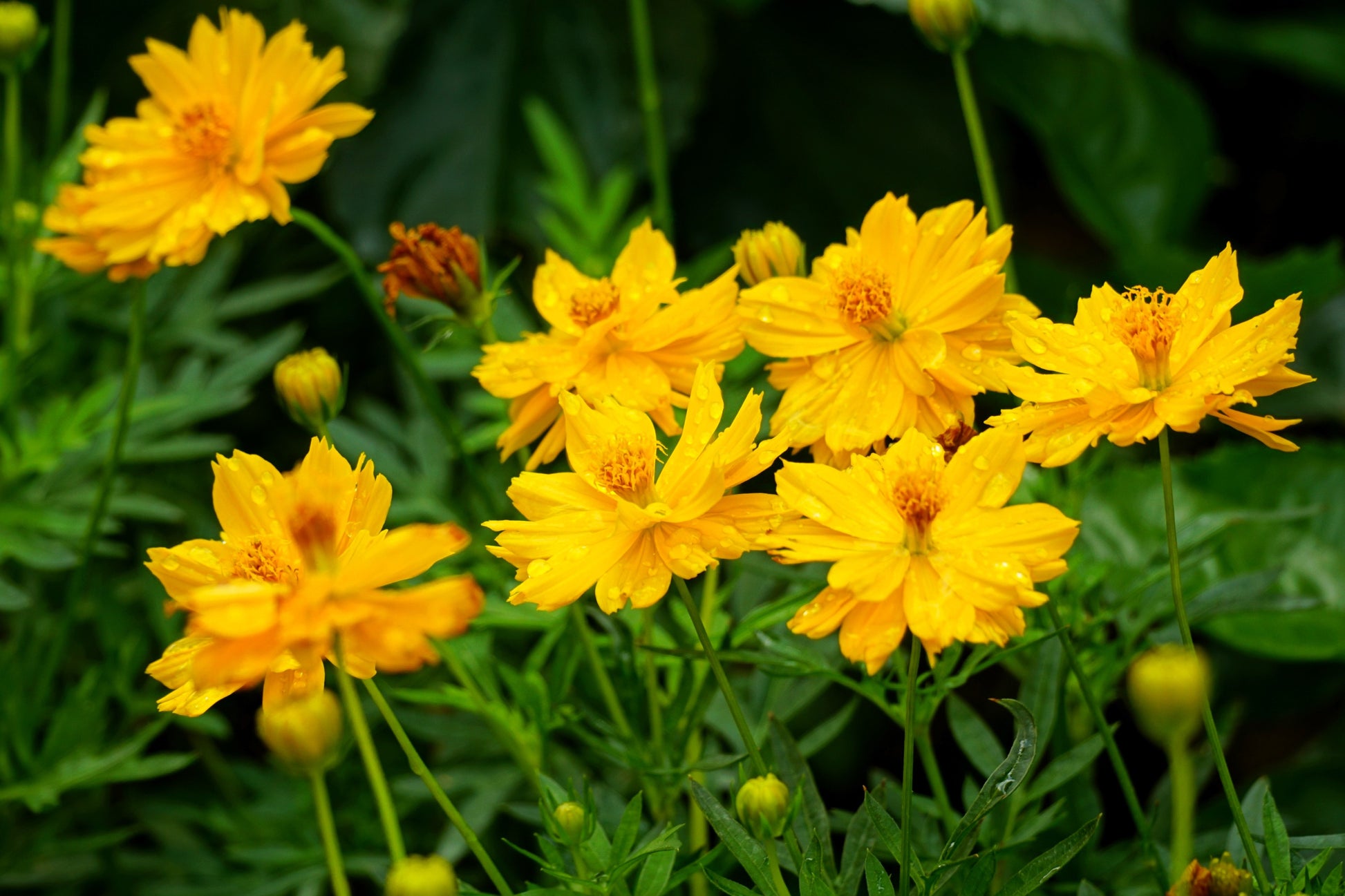 flower seeds philippines 300 YELLOW SULPHUR COSMOS Bipinnatus Flower Seeds – Seedville USA