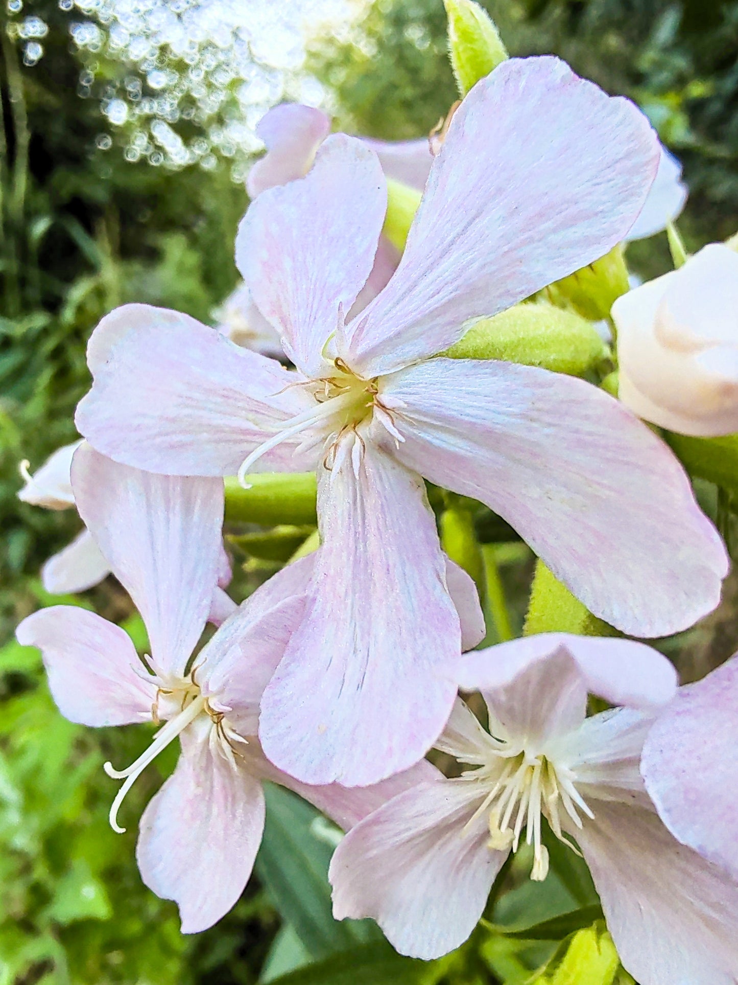 50 WHITE ROCK SOAPWORT Saponaria Vaccaria Alba Flower Seeds