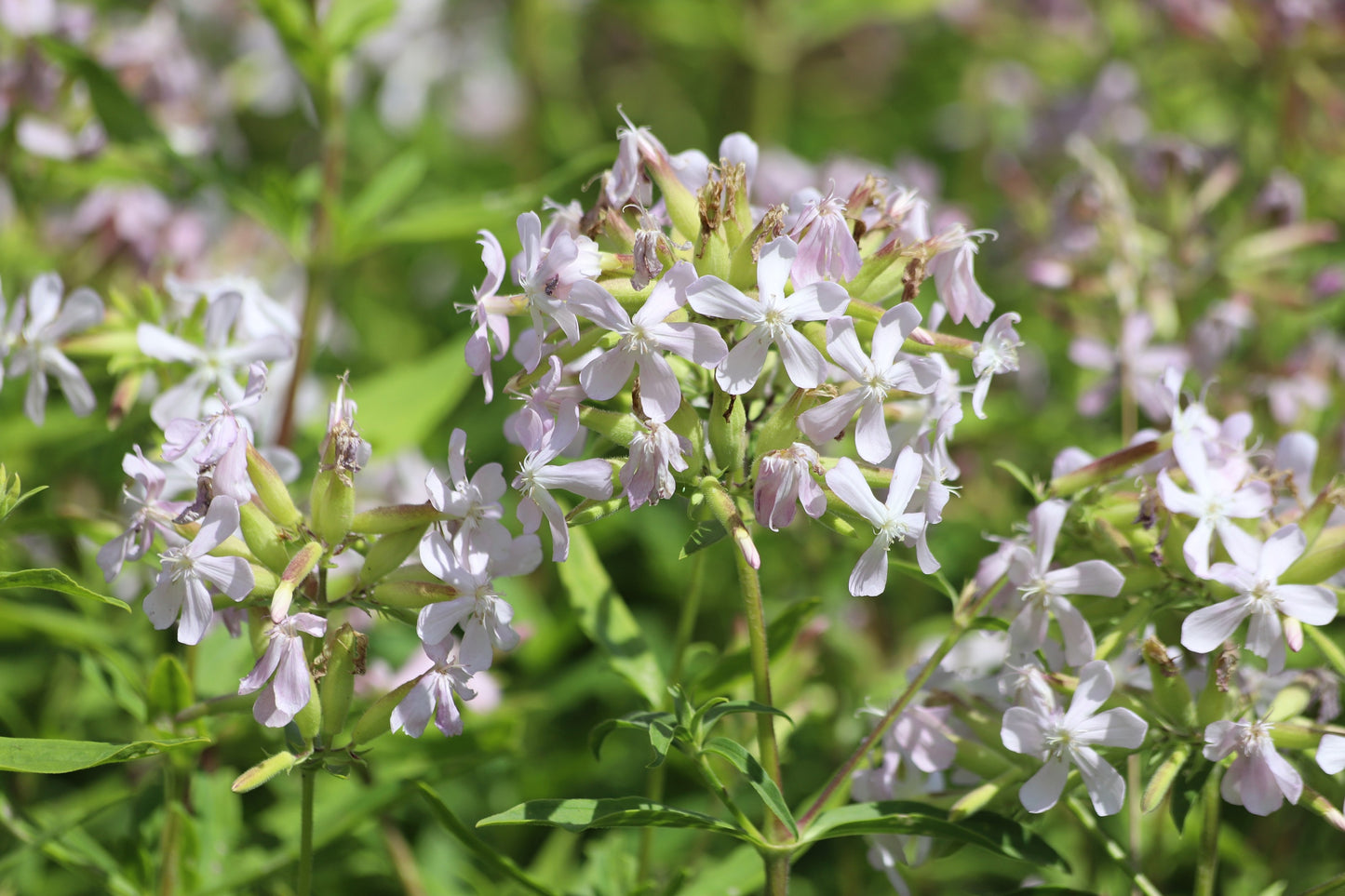 50 WHITE ROCK SOAPWORT Saponaria Vaccaria Alba Flower Seeds