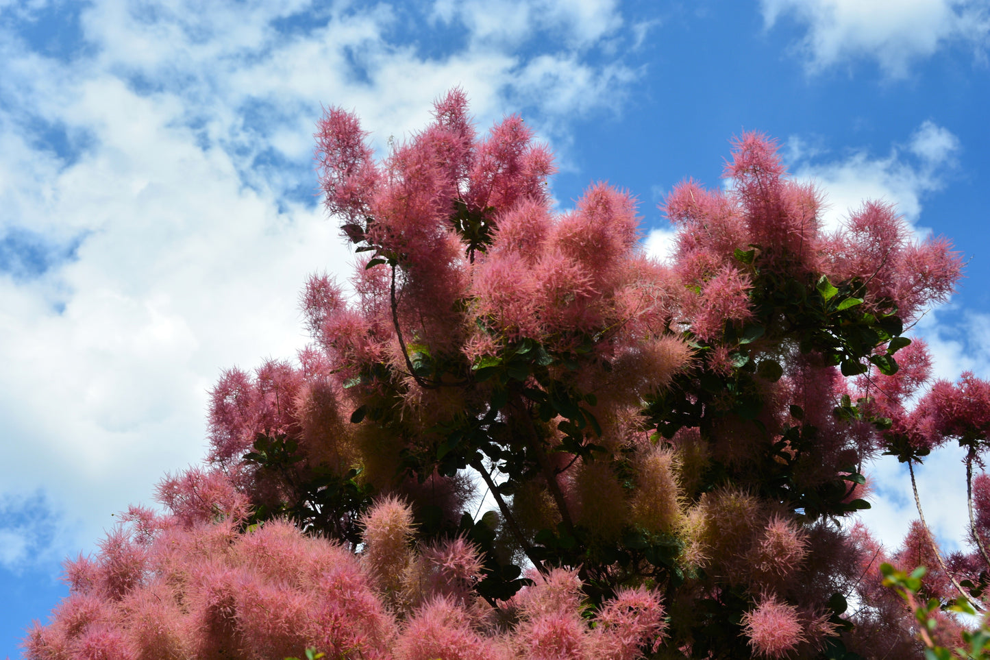 30 PURPLE SMOKE TREE Shrub Smokebush Cotinus Coggygria Rhus Cotinus Sumach Seeds