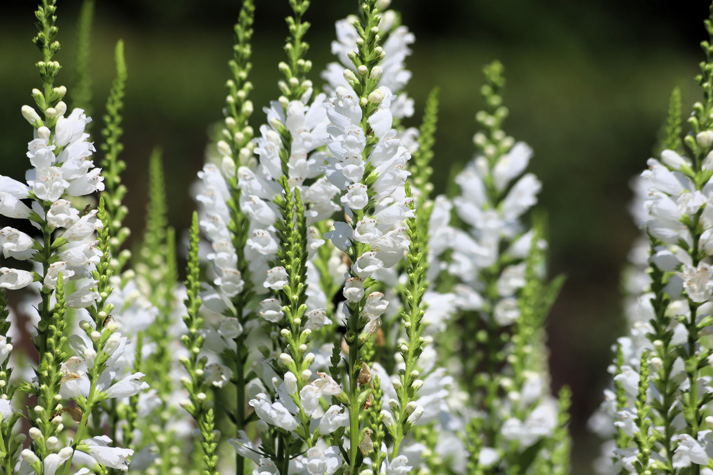 50 WHITE Showy OBEDIENT PLANT (False Dragon Head) Physostegia Virginiana Flower Seeds