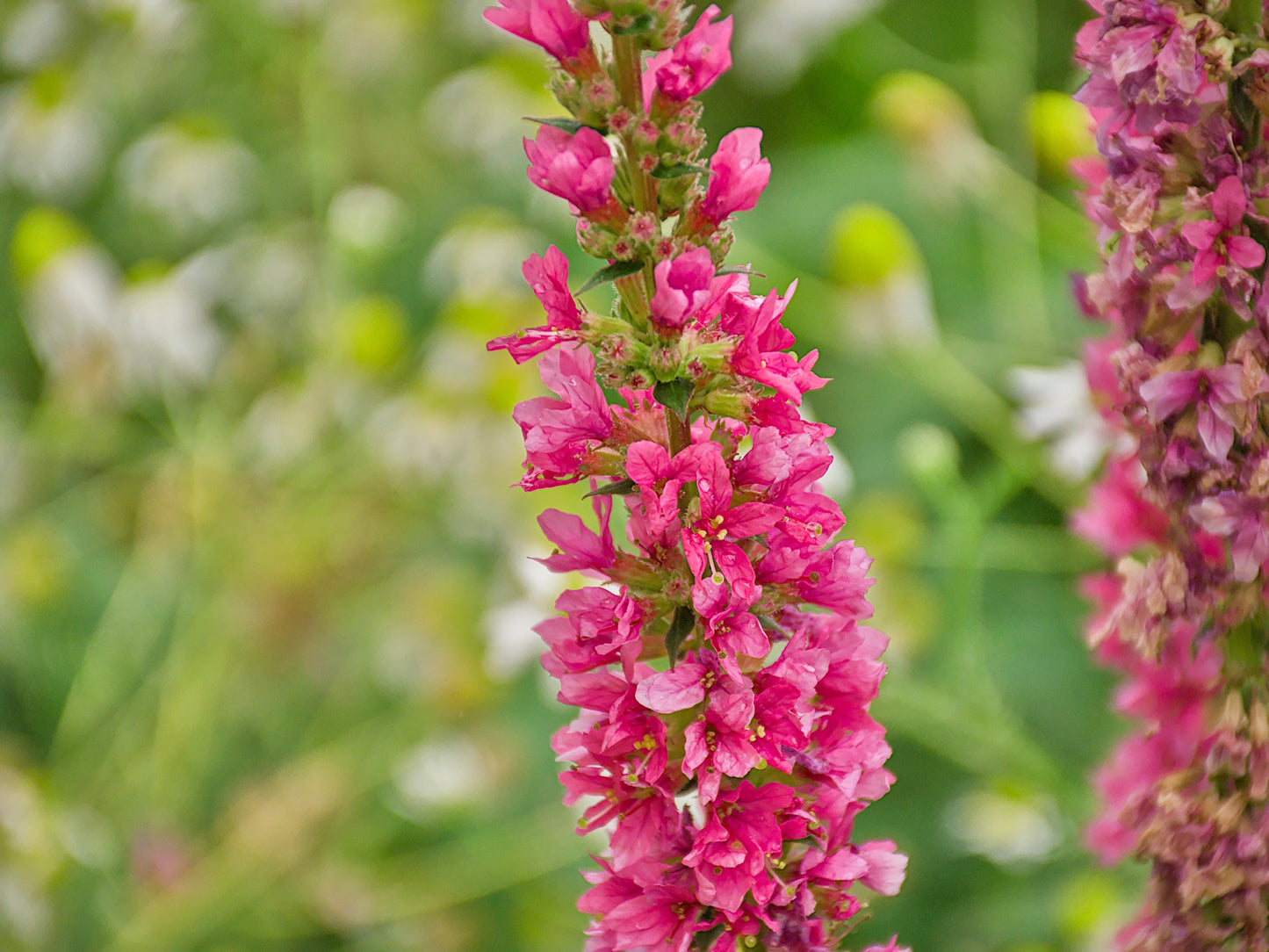 1000 PINK WINGED LOOSESTRIFE Lythrum Alatum Flower Seeds