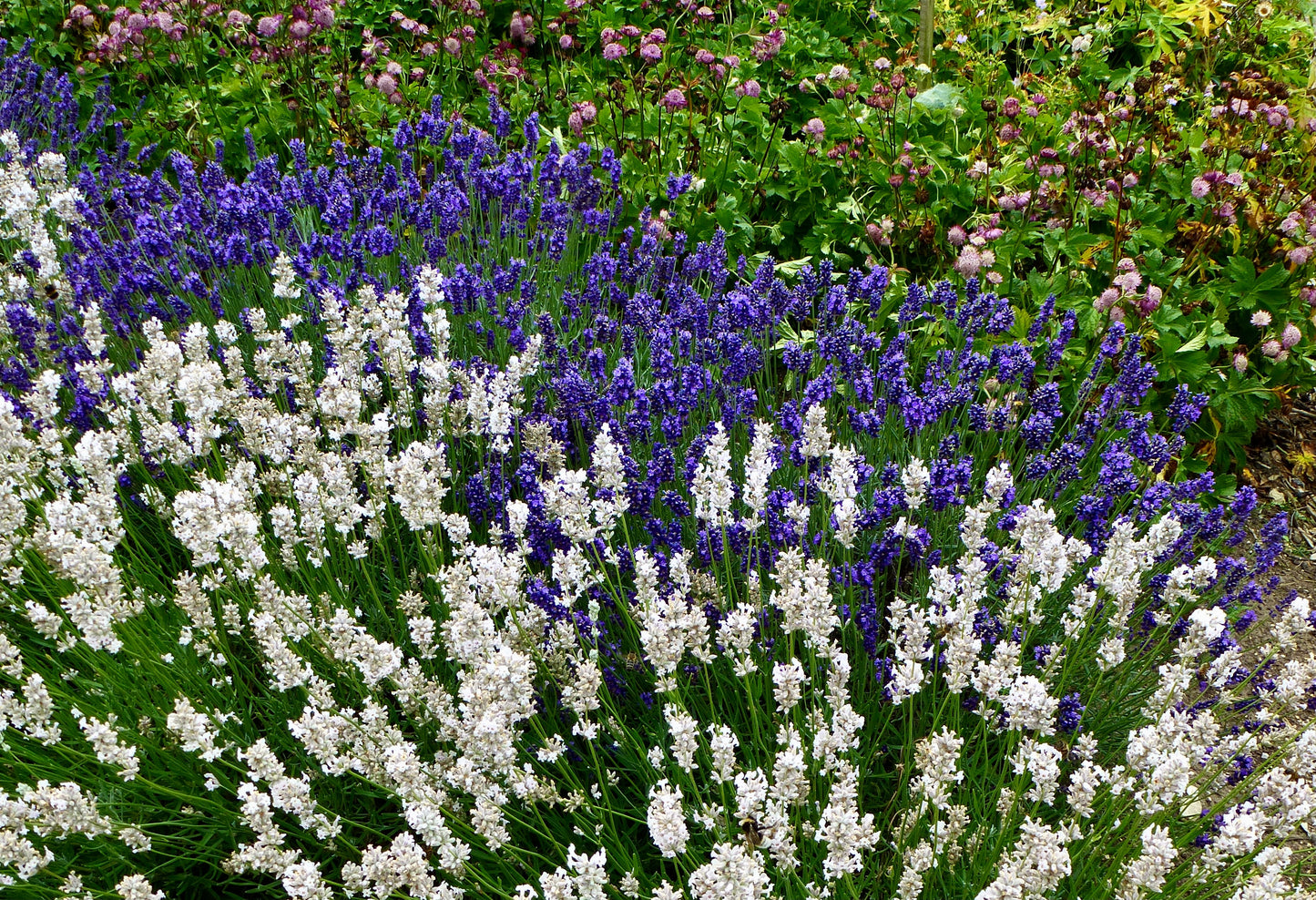 white lavender plant 20 WHITE LAVENDER English Lavandula Angustifolia Herb Flower Seeds – Seedville USA