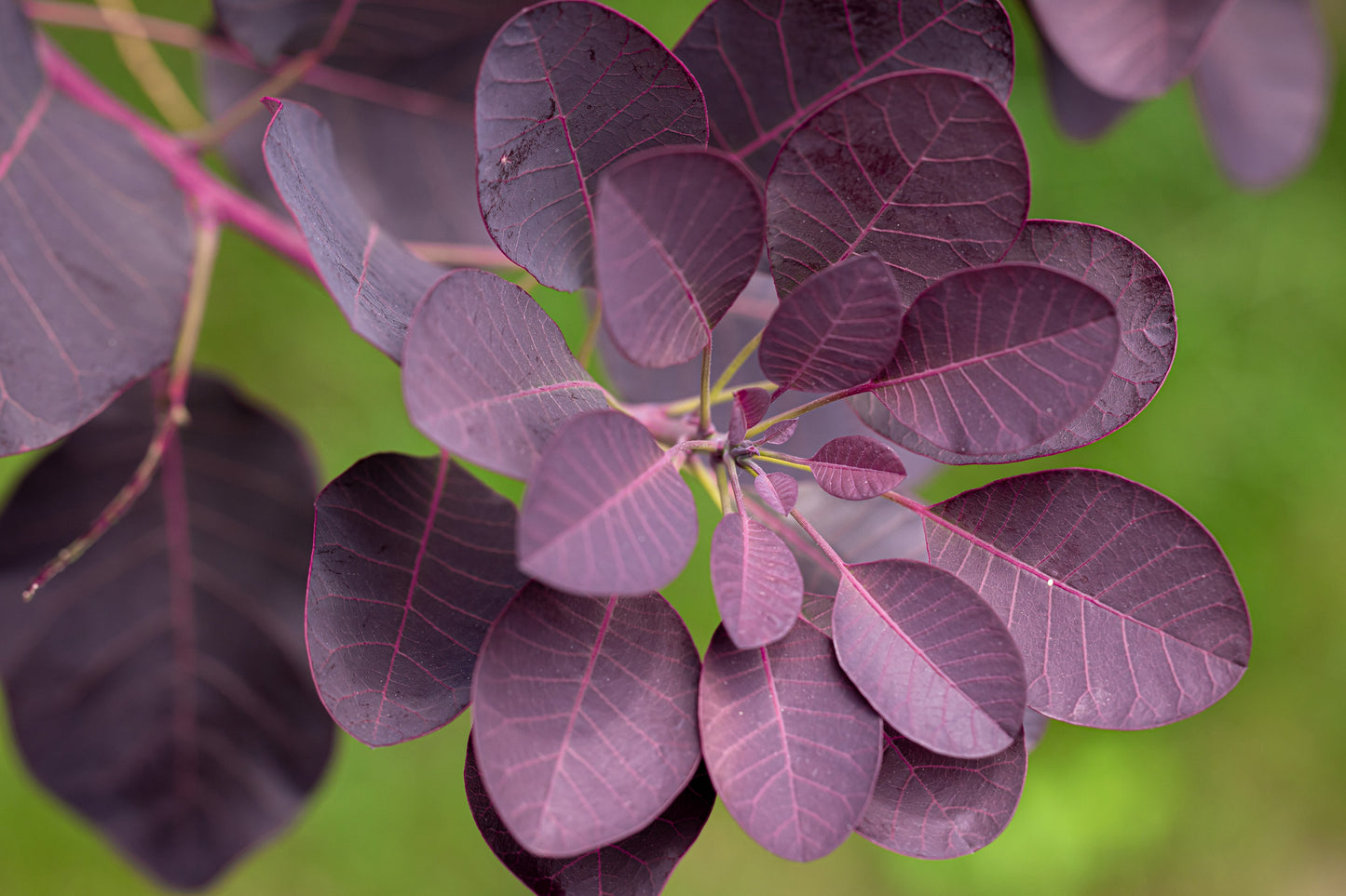 30 PURPLE SMOKE TREE Shrub Smokebush Cotinus Coggygria Rhus Cotinus Sumach Seeds