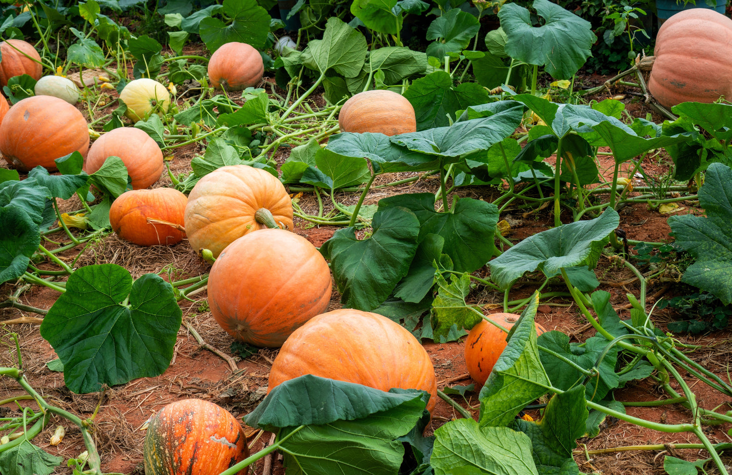 sugar pumpkin seeds for planting 40 SMALL SUGAR PUMPKIN Orange Pie or Carving Cucurbita Pepo Vegetable – Seedville USA
