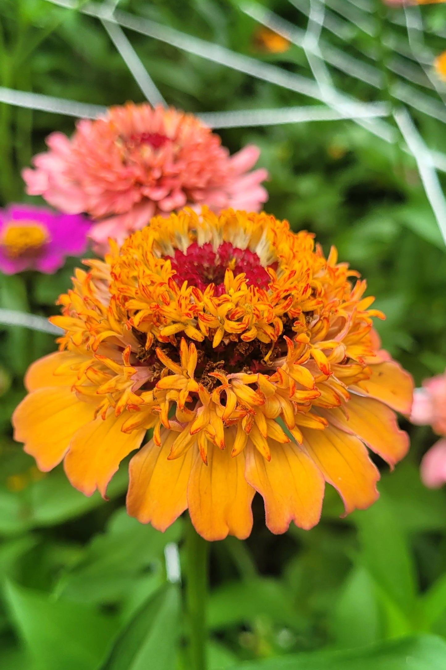 100 Mixed Colors SCABIOSA ZINNIA Elegans  Red, Pink, Purple, Yellow, White, & Orange Flower Seeds