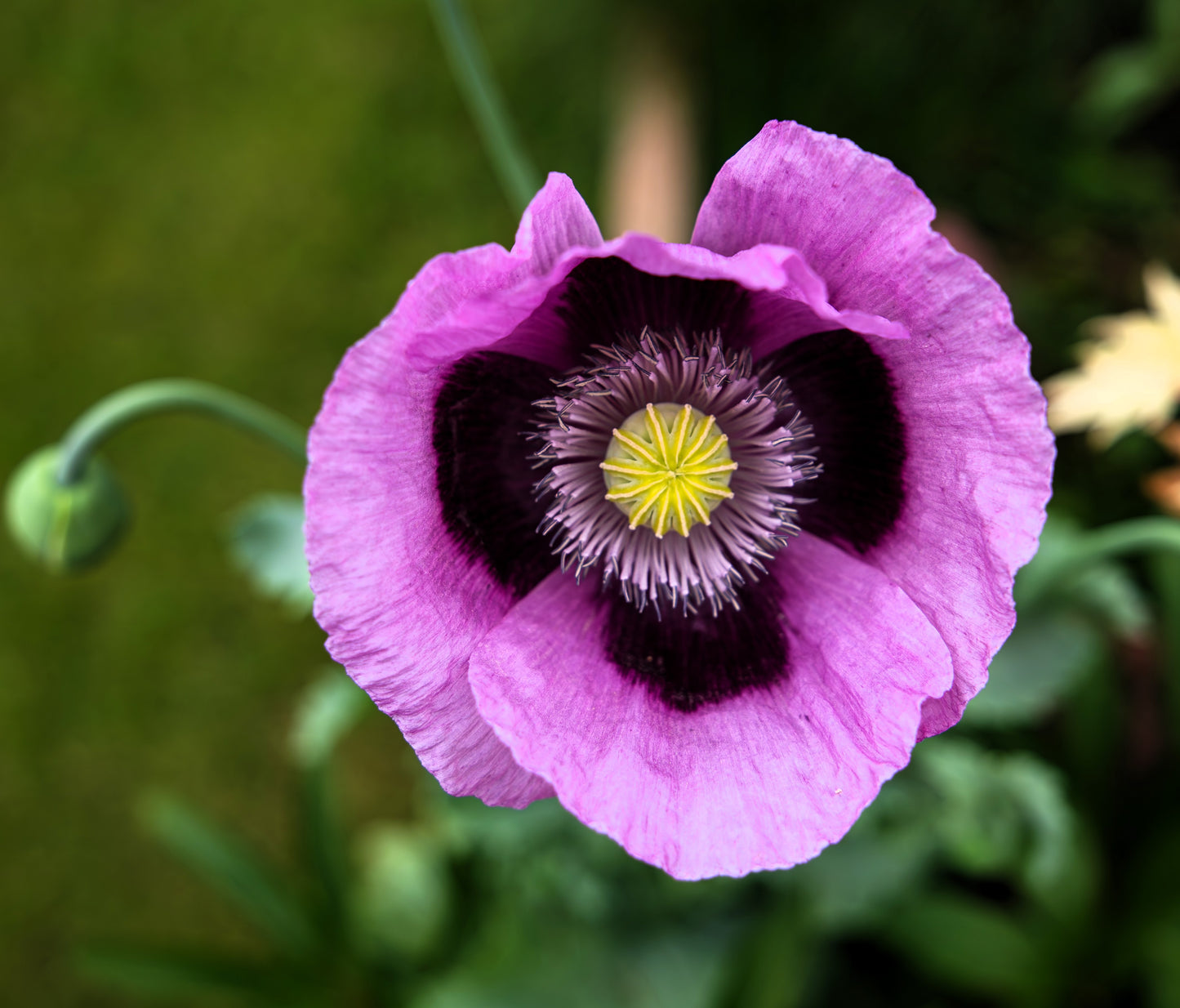 400 PERSIAN BLUE POPPY Papaver Somniferum Flower Seeds
