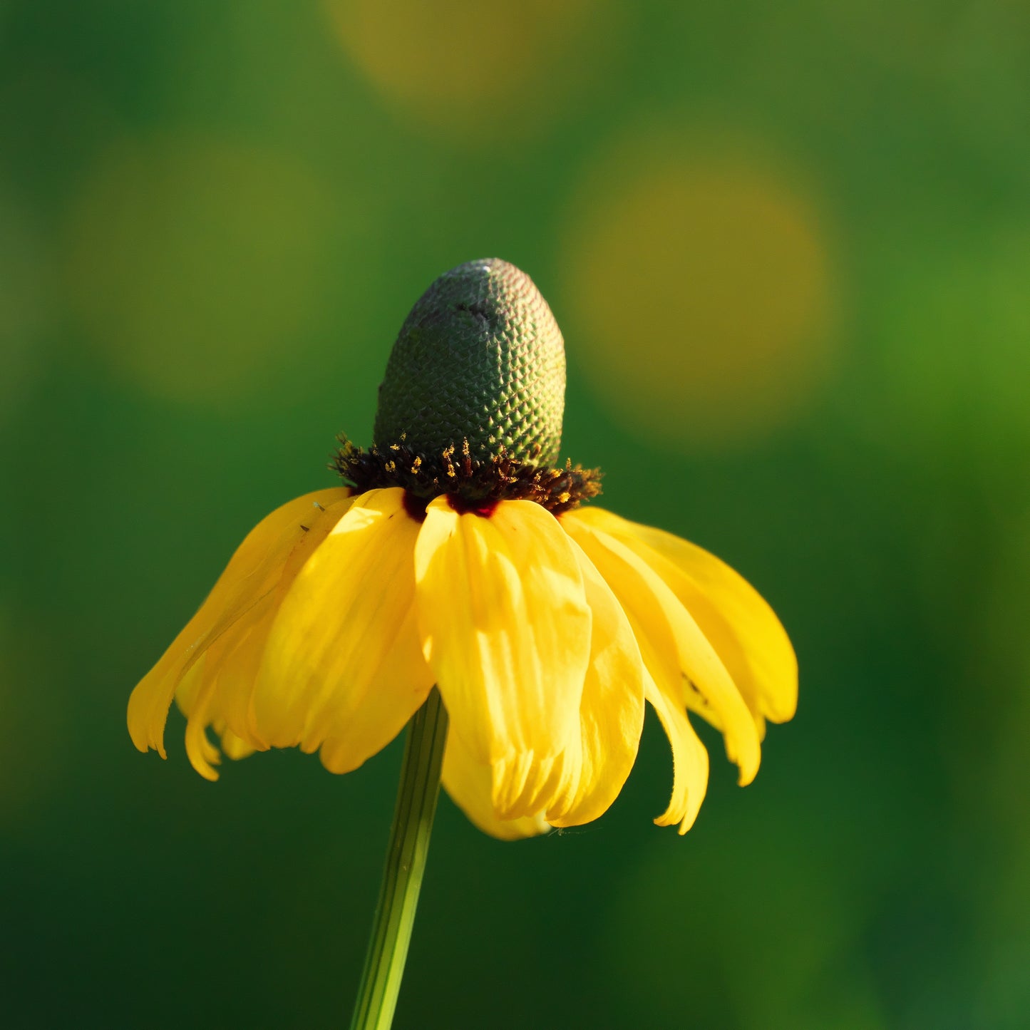 3000 CLASPING CONEFLOWER Rudbeckia Amplexicaulis Yellow Flower Seeds