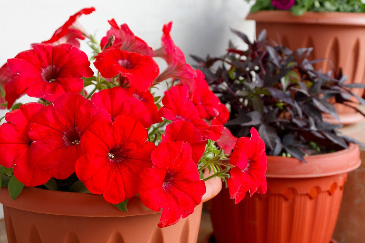 500 Fire Chief RED PETUNIA Nana Compacta Sun Annual AAS Winner Fragrant Hummingbird Flower Seeds