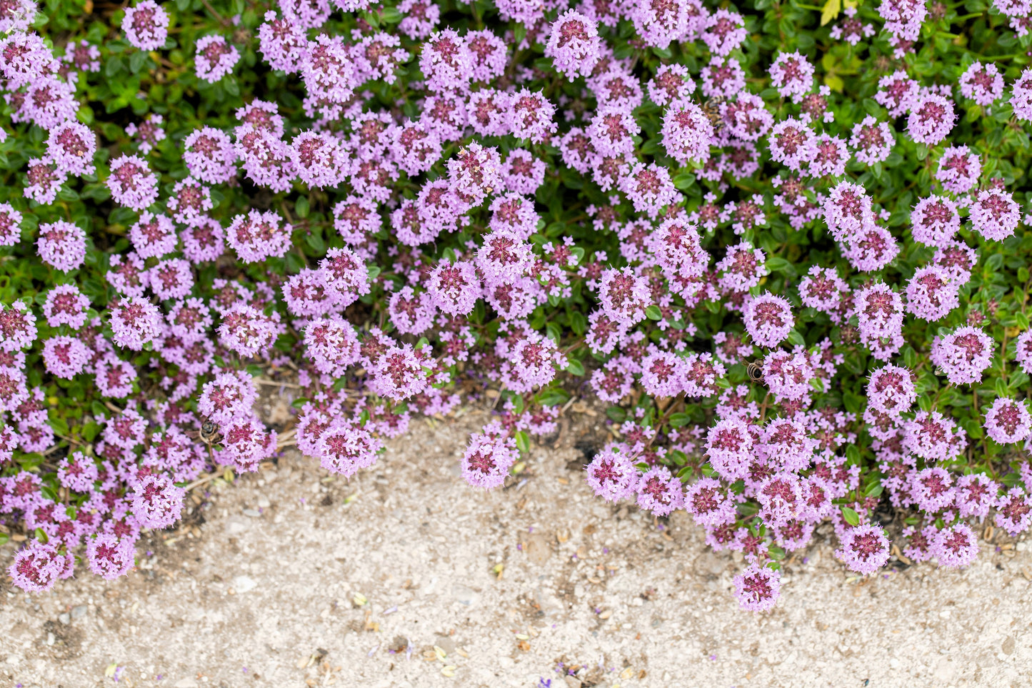 100 MOTHER OF THYME aka Lemon Broadleaved Large Thyme Thymus Pulegioides Herb Pink Flower Seeds