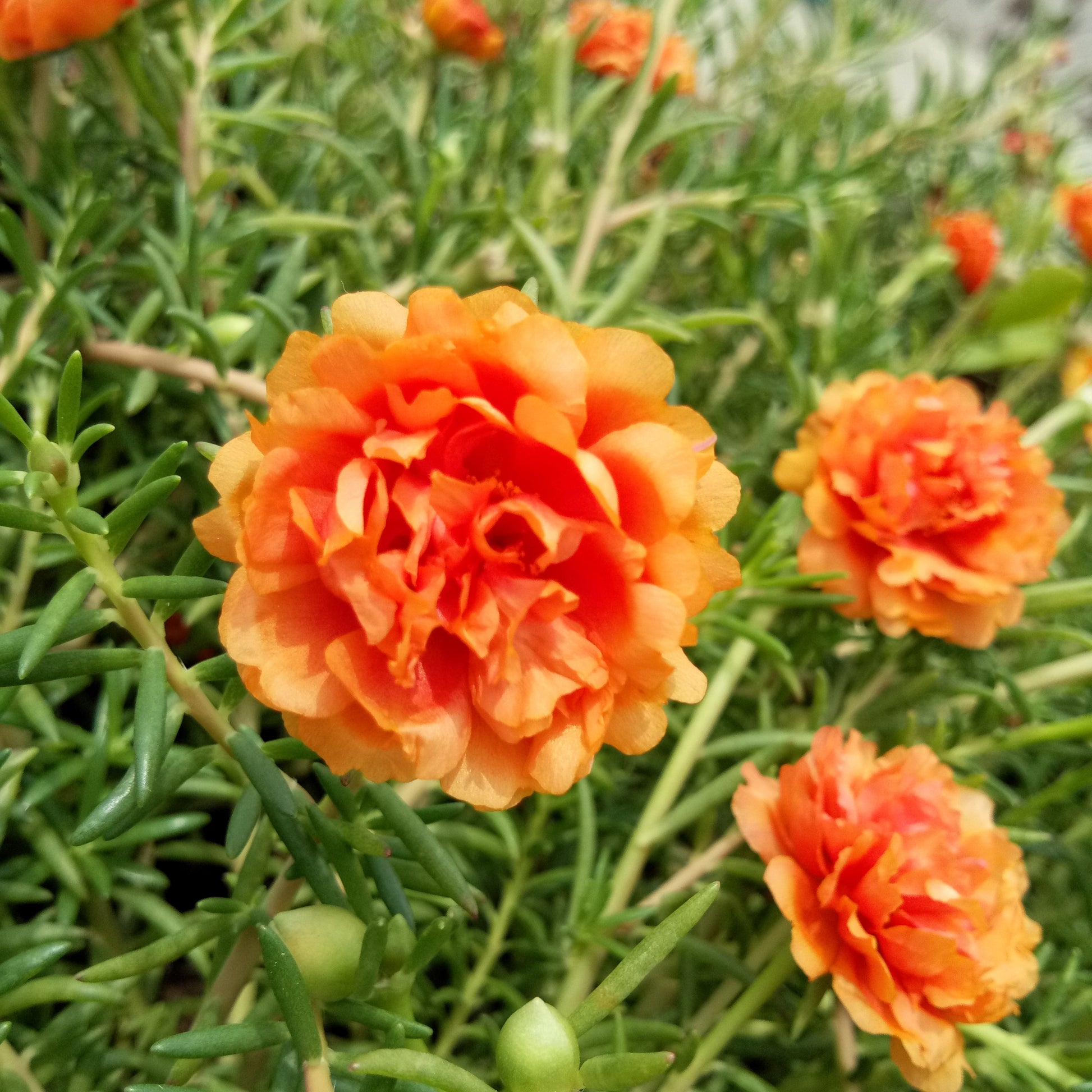 succulent small orange flowers 100 Orange PORTULACA MOSS ROSE Portulaca Grandiflora Succulent Flower Seeds