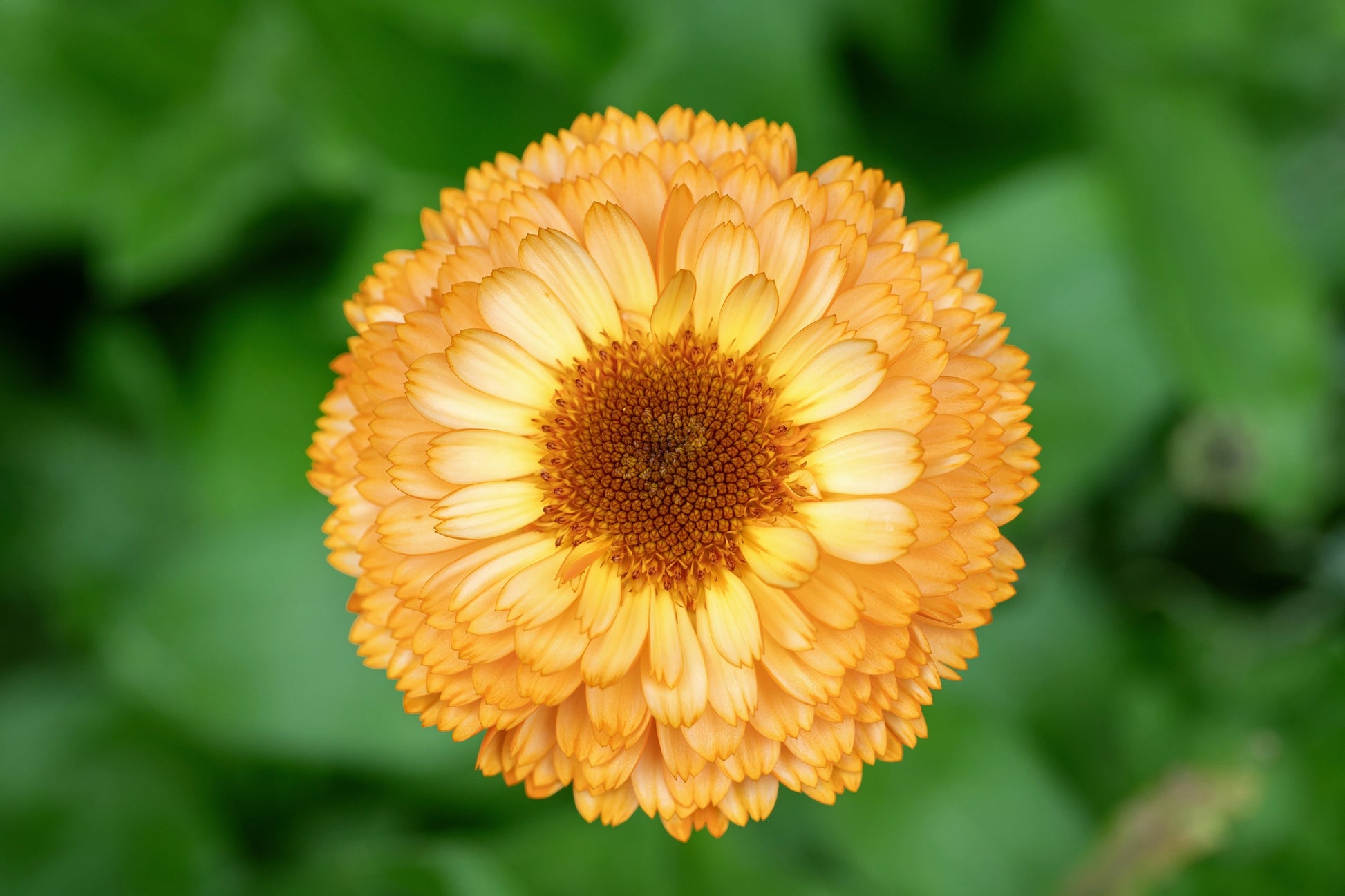 pot marigold plants for sale 500 Mixed Colors FANCY MIX Pot MARIGOLD Calendula Officinalis Flower Seeds