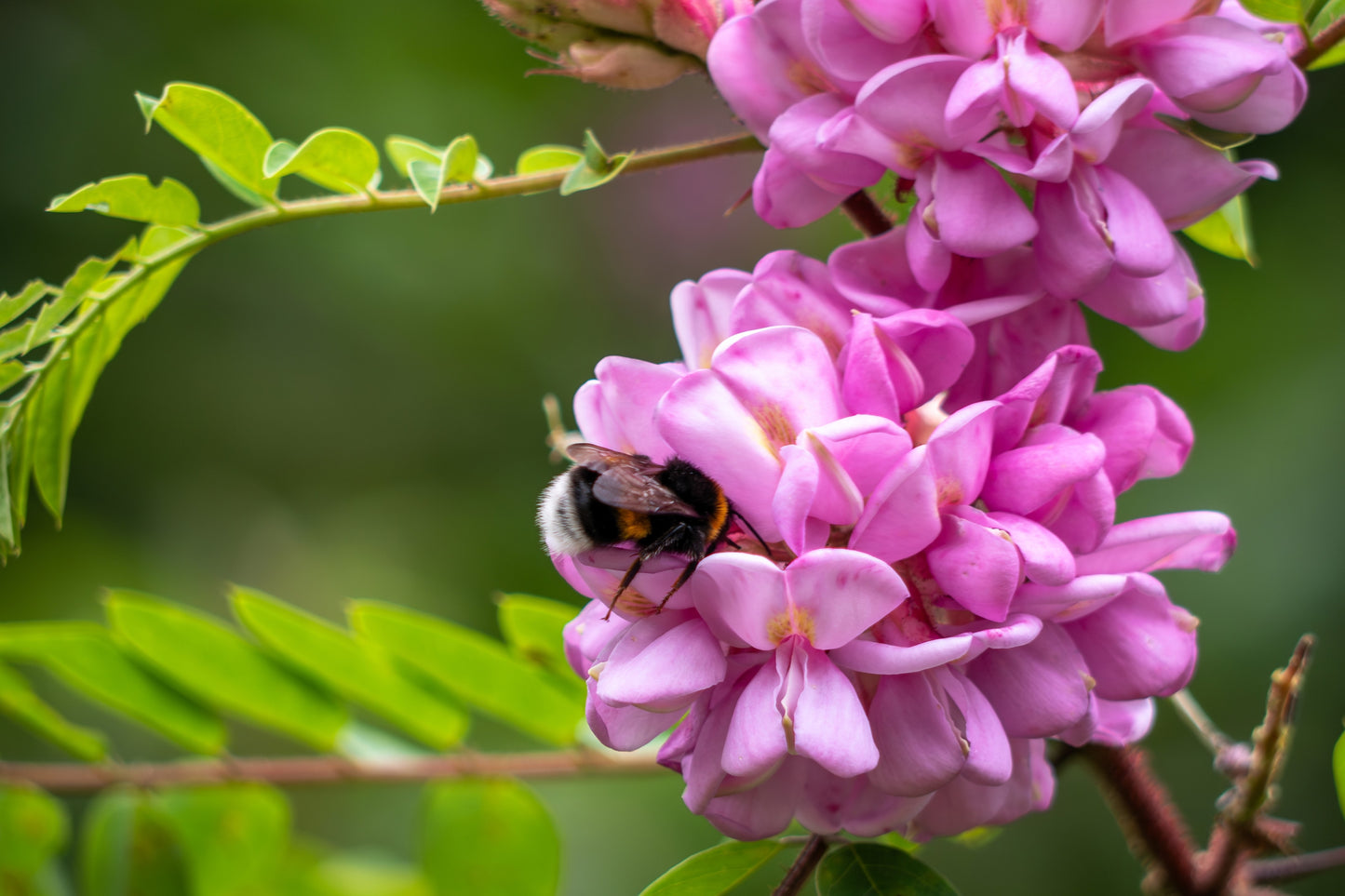 15 ROSE LOCUST / Pink ACACIA Flower Robinia Hispida Fertilis Tree Shrub Seeds