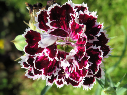 50 VELVET N LACE DIANTHUS Chinensis Black & White Flower Seeds