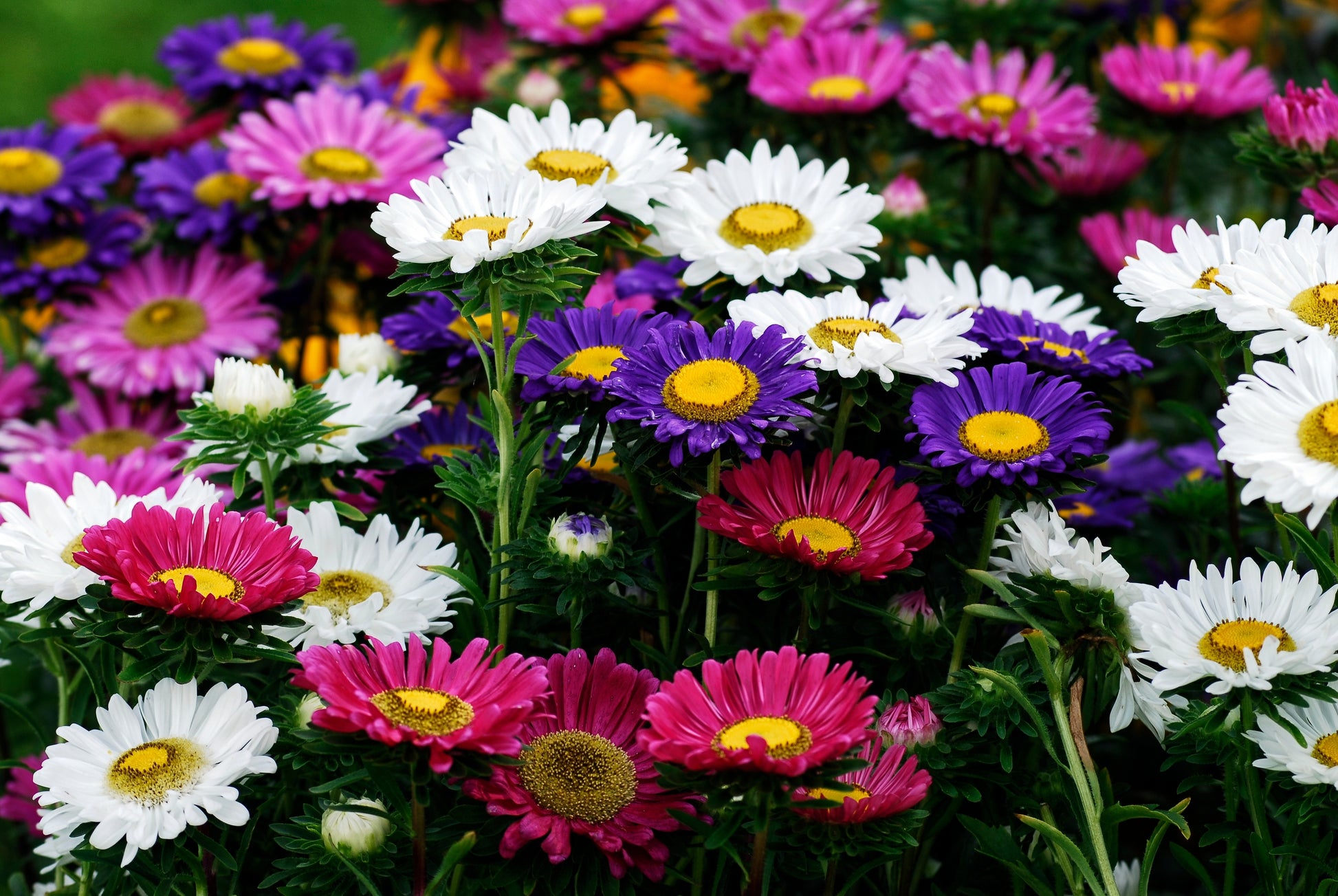 250 MIXED Colors CHINA ASTER Callistephus Chinensis Flower Seeds –  Seedville USA