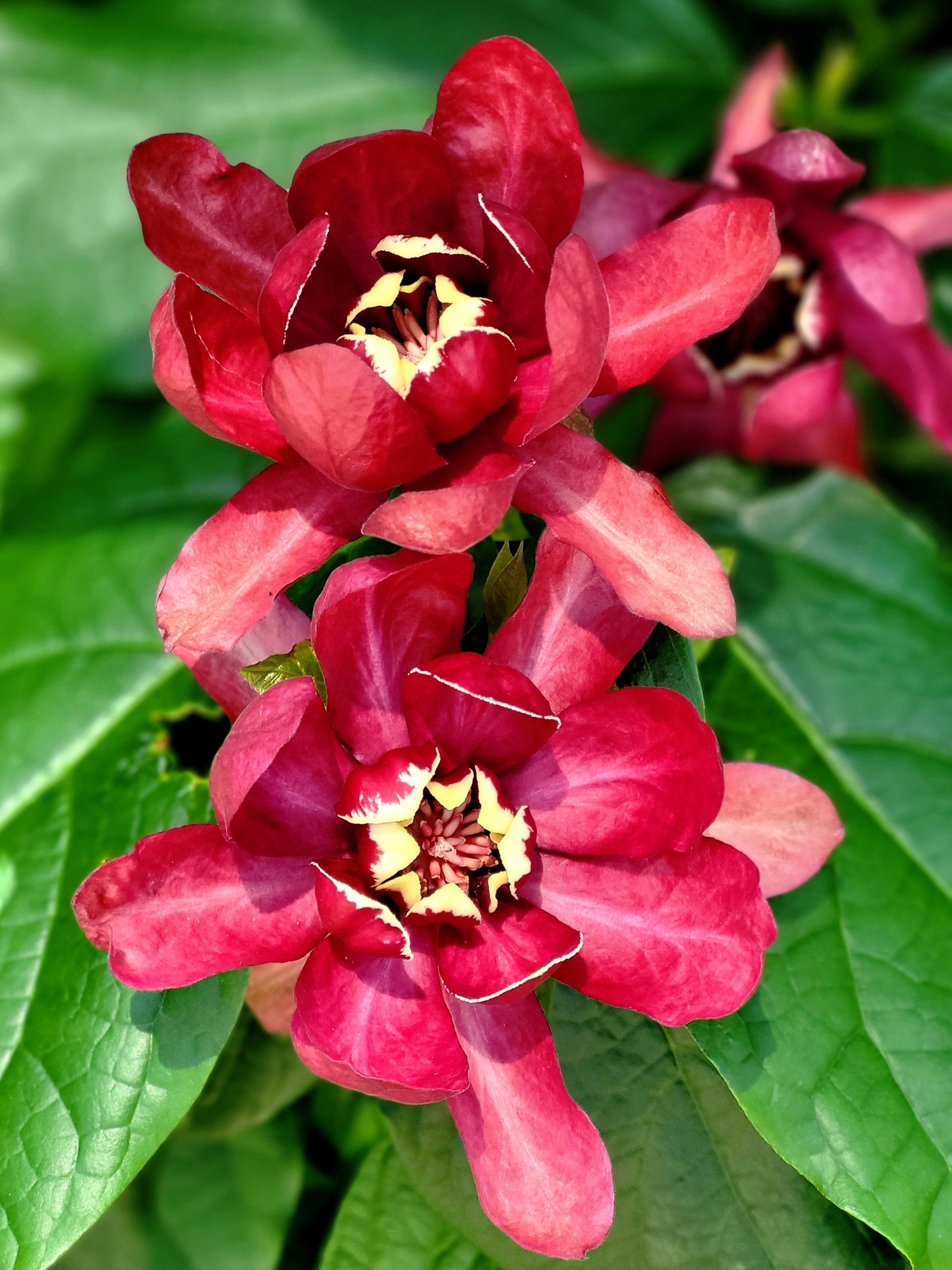 allspice plant seeds 10 SWEETSHRUB Carolina Allspice Fragrant Calycanthus Floridus Shrub Flower Seeds