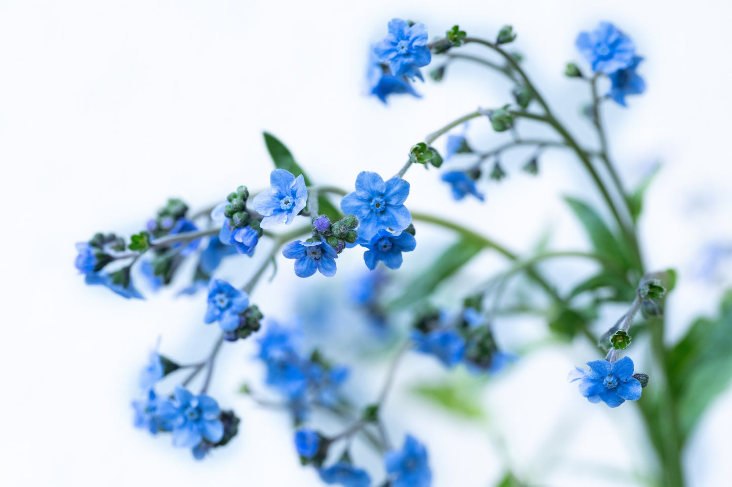 500 Blue Chinese FORGET ME NOT (Hounds Tongue) Cynoglossum Amabile Flower Seeds