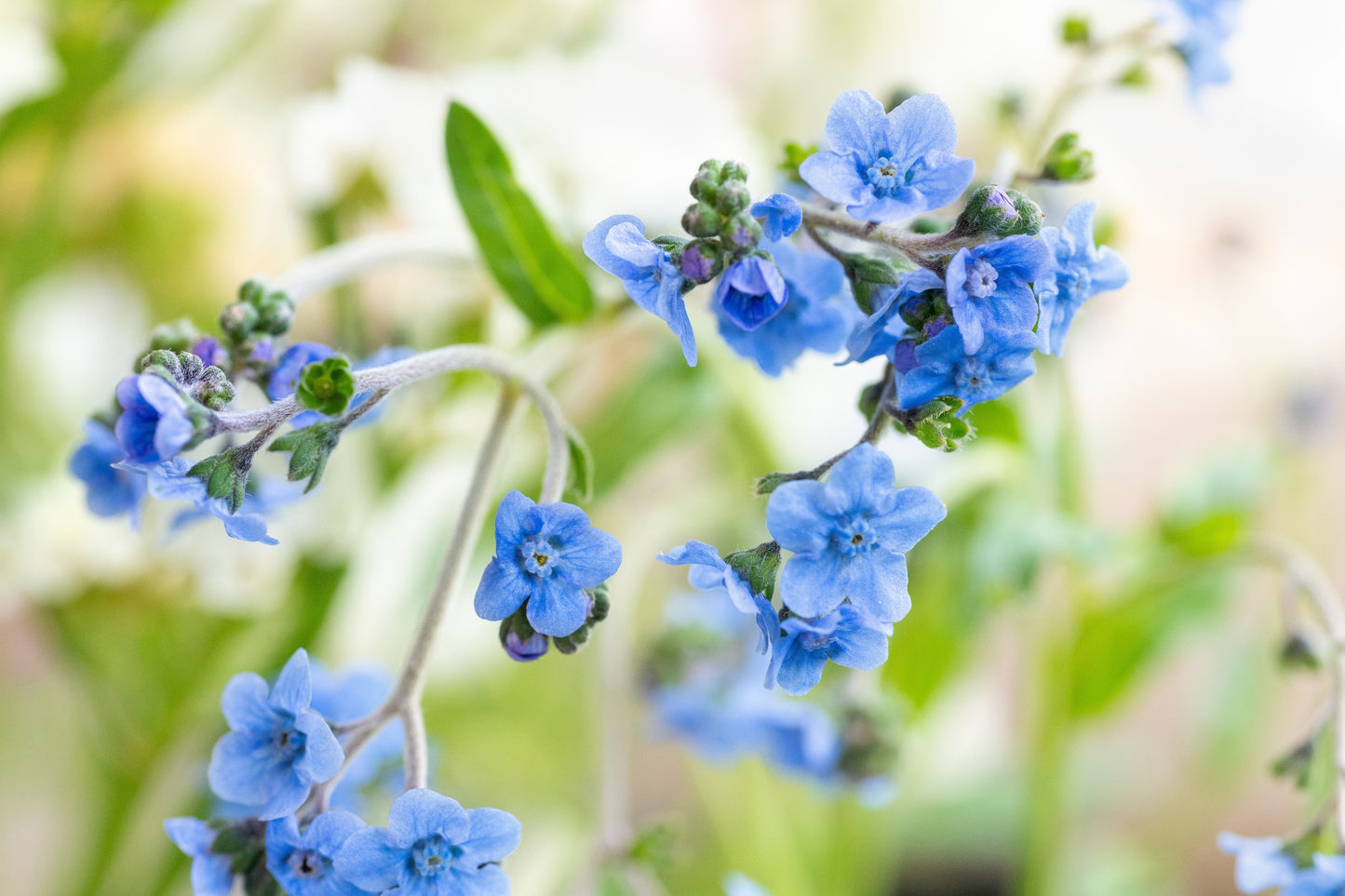 500 Blue Chinese FORGET ME NOT (Hounds Tongue) Cynoglossum Amabile Flower Seeds