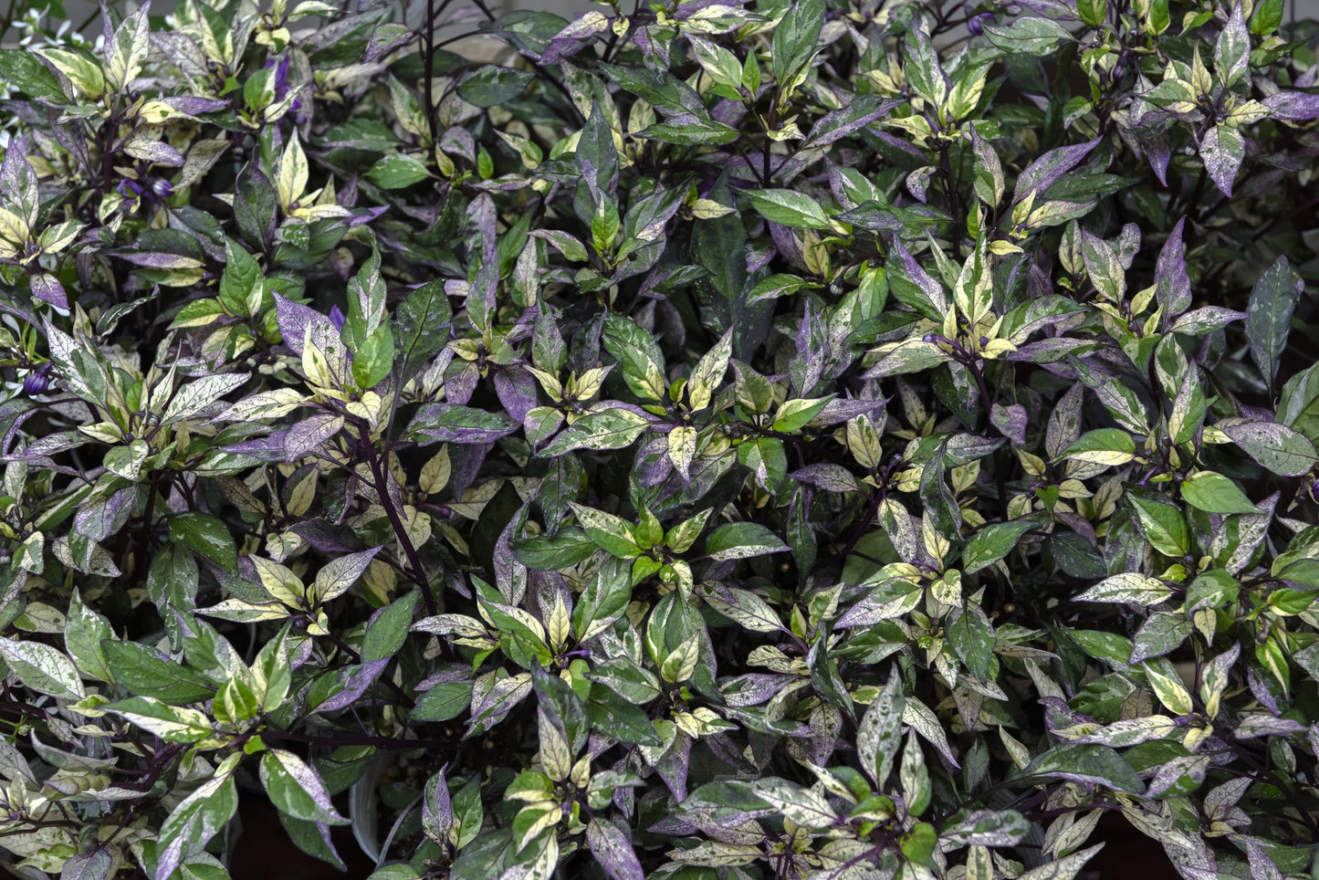 50 Variegated PURPLE TIGER PEPPER Trifetti Tricolor Capsicum Annuum Medium Hot Vegetable Seeds