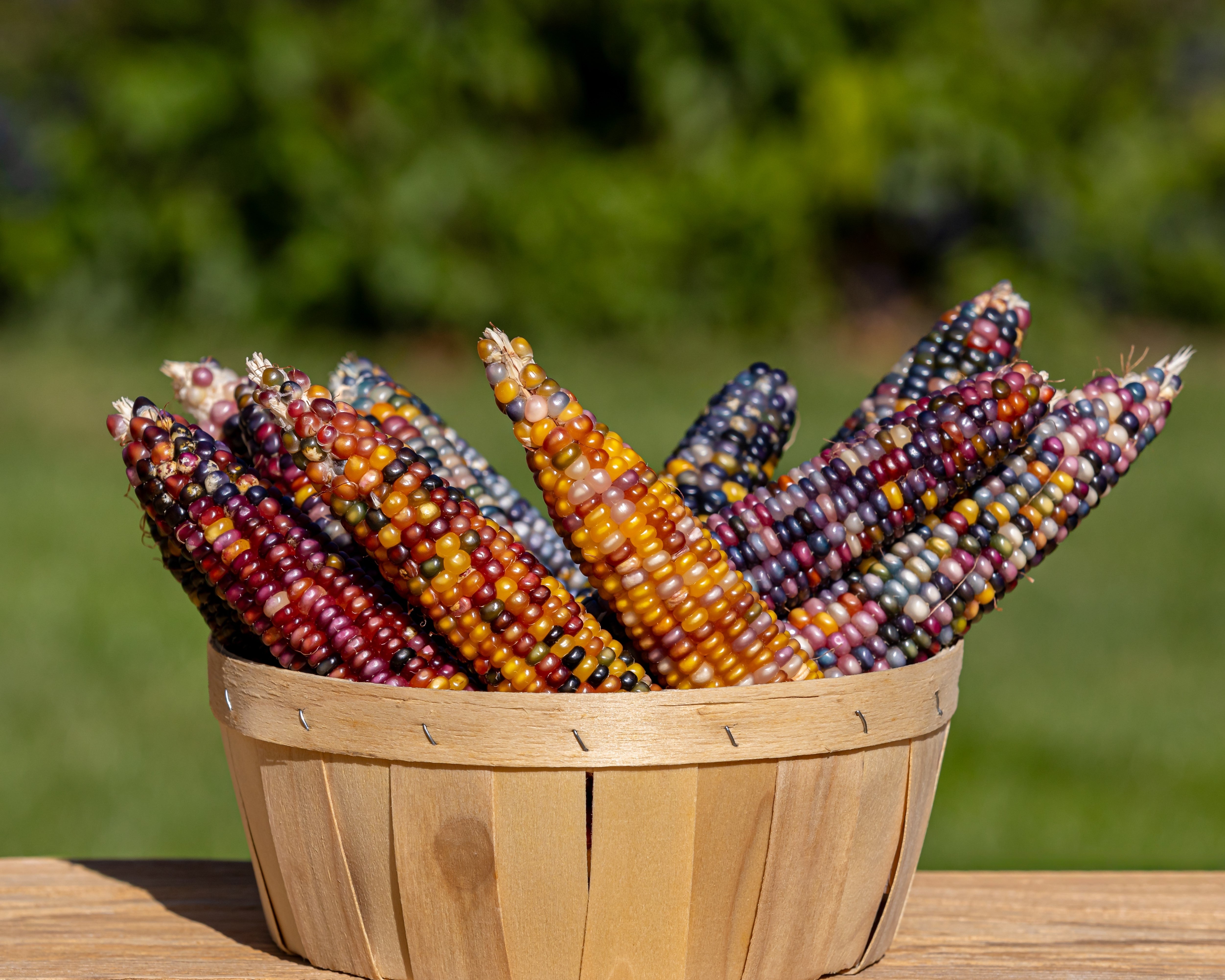 カラフルソルガム　{Colorful A } インディアンコーン 100 Ornamental INDIAN CORN WAMPUM Mixed Colors Zea Mays Vegetable