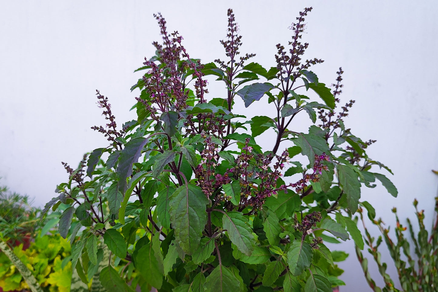 tulasi plant seeds 250 Green Tulsi HOLY BASIL Ocimum Sanctum Tenuiflorum Herb Flower Seed – Seedville USA