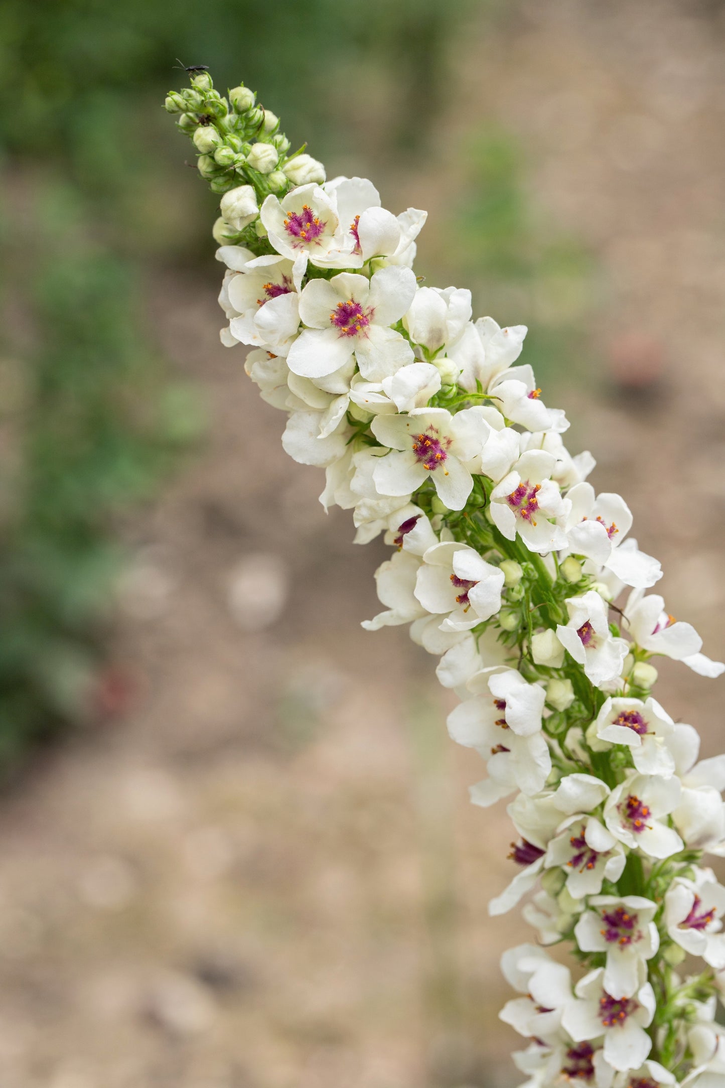 50 WEDDING CANDLES VERBASCUM Chaixii Album Mullein White Purple Flower Seeds