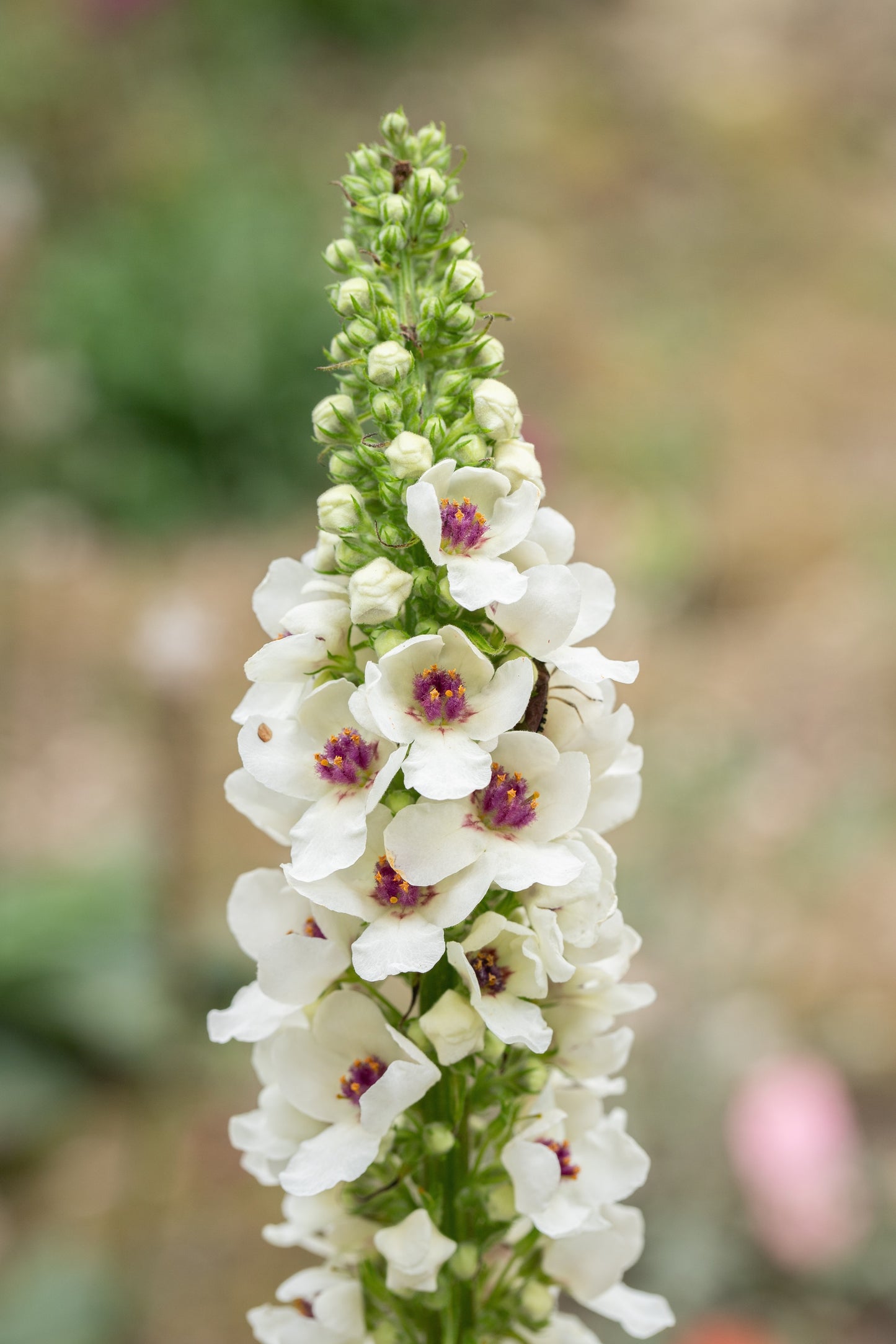 50 WEDDING CANDLES VERBASCUM Chaixii Album Mullein White Purple Flower Seeds
