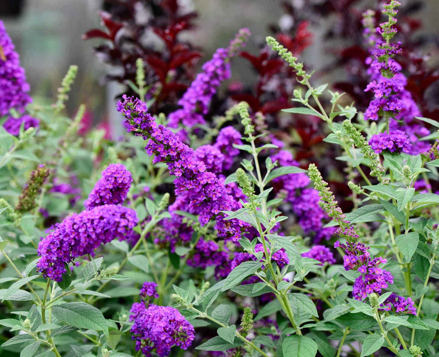 100 MIXED Colors BUTTERFLY BUSH Buddleja Davidii Flower Shrub Seeds