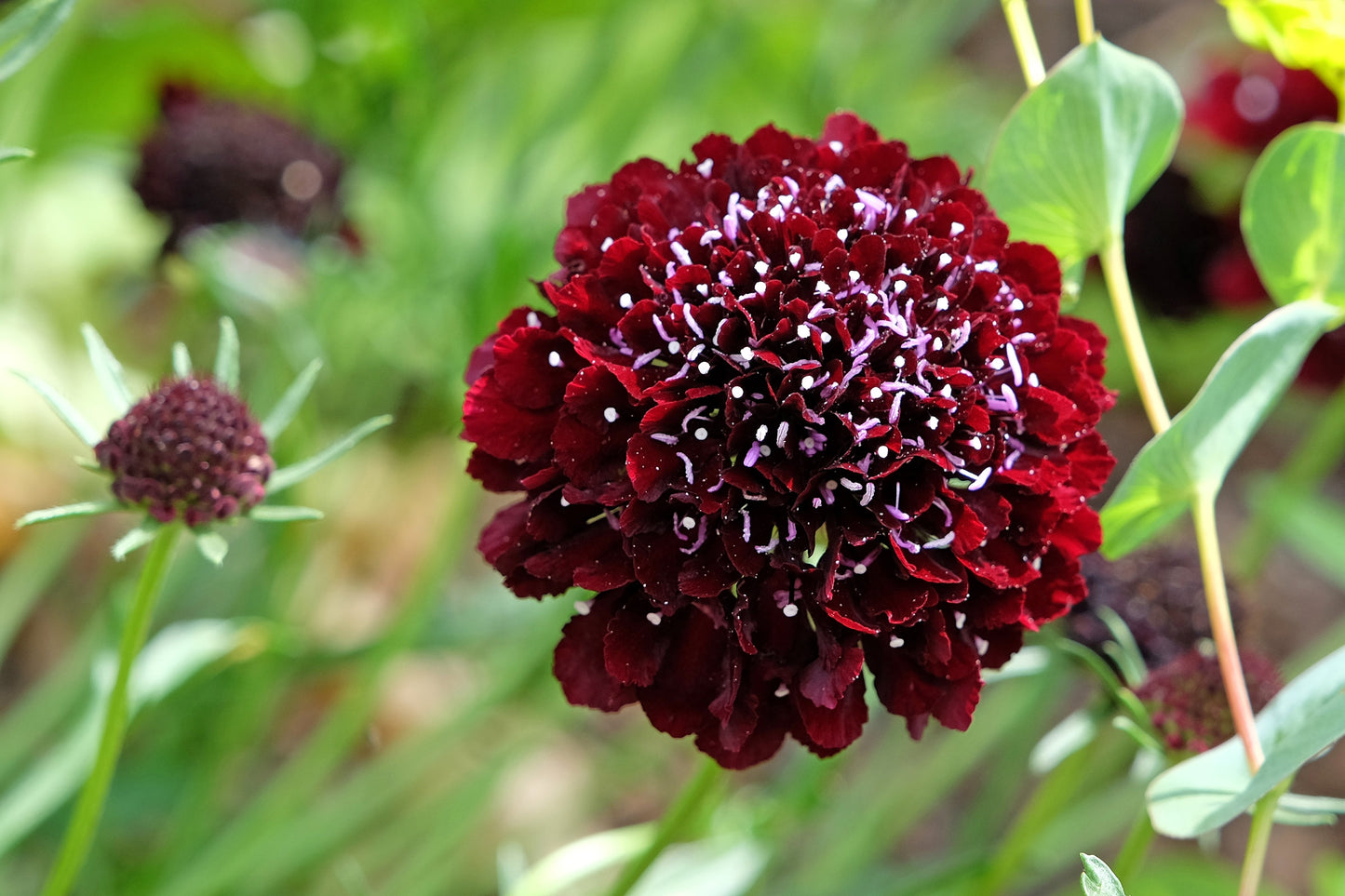 50 FINEST MIXED Colors SCABIOSA (Mourning Bride / Pin Cushion) Scabiosa Atropurpurea Flower Seeds