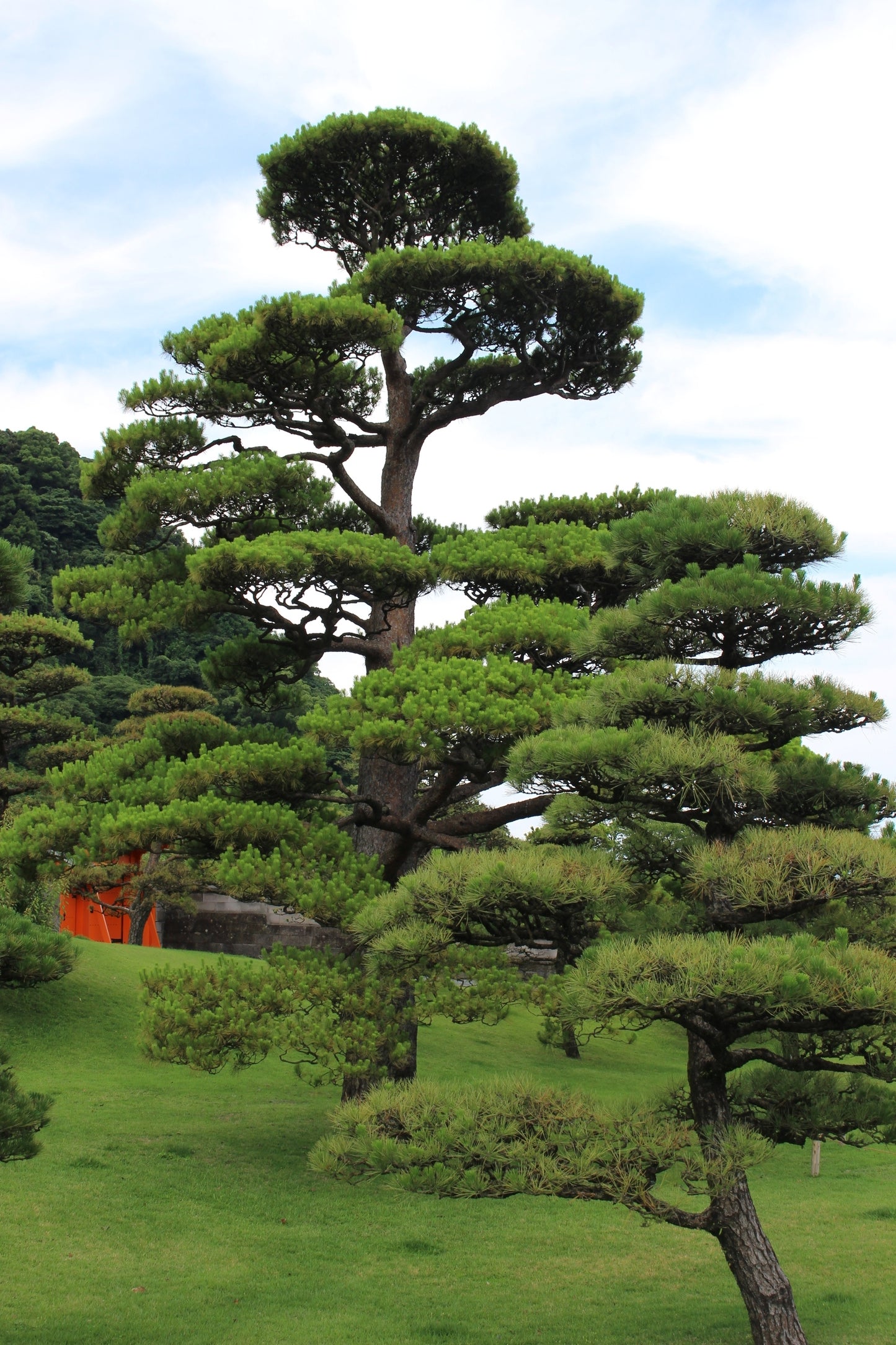 10 Japanese BLACK PINE TREE Evergreen Pinus Thunbergii Seeds