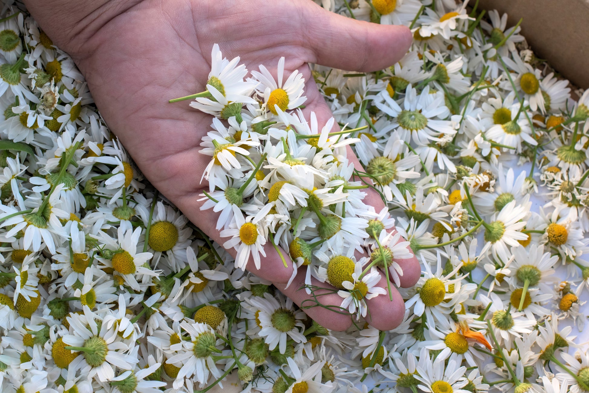 chamomile flower seeds for sale 1000 GERMAN CHAMOMILE Matricaria Recutita Chamomilla Herb Flower Seeds – Seedville USA