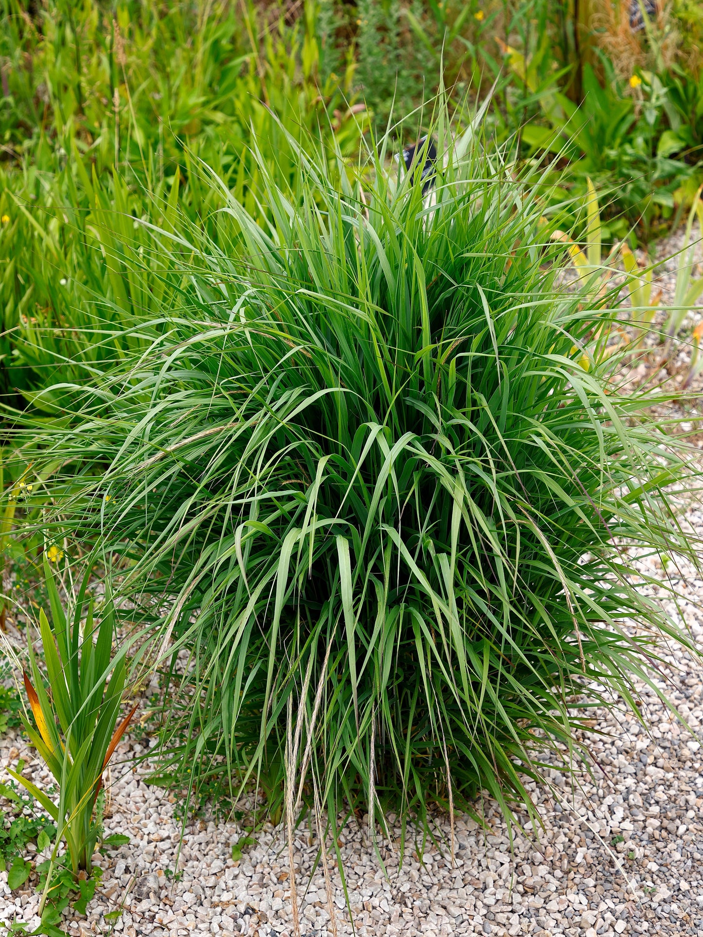 1000 SWITCHGRASS Tall Panic Switch Grass Panicum Virgatum Red Flower Seeds