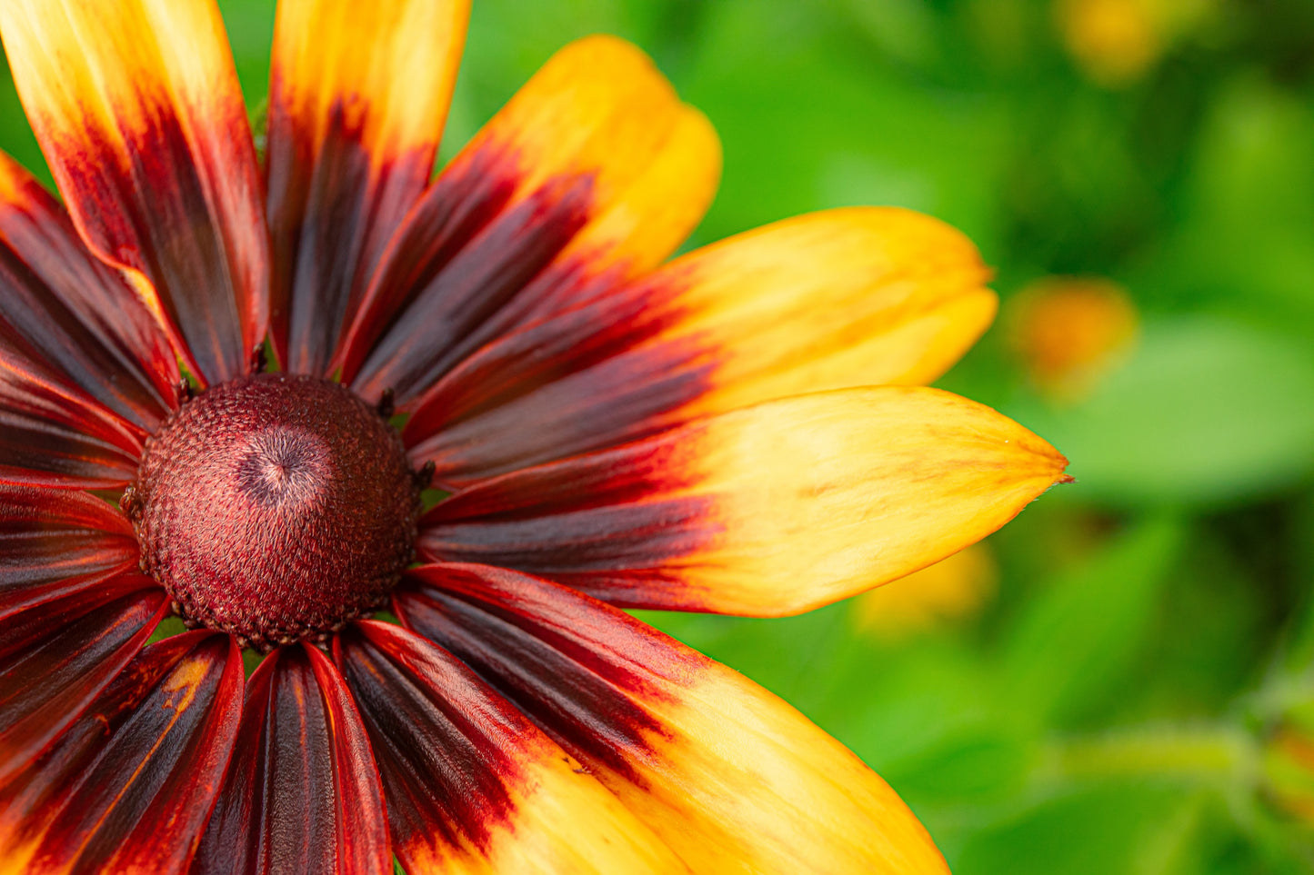indian summer flower seeds 4000 Indian Summer GLORIOSA DAISY Rudbeckia Hirta Red Yellow Brown Flower Seeds