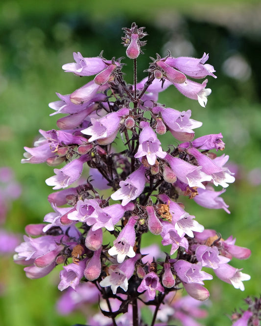 500 CALICO BEARDTONGUE (Smooth Beardtongue / Eastern Beardtongue) Penstemon Calycosus Flower Seeds