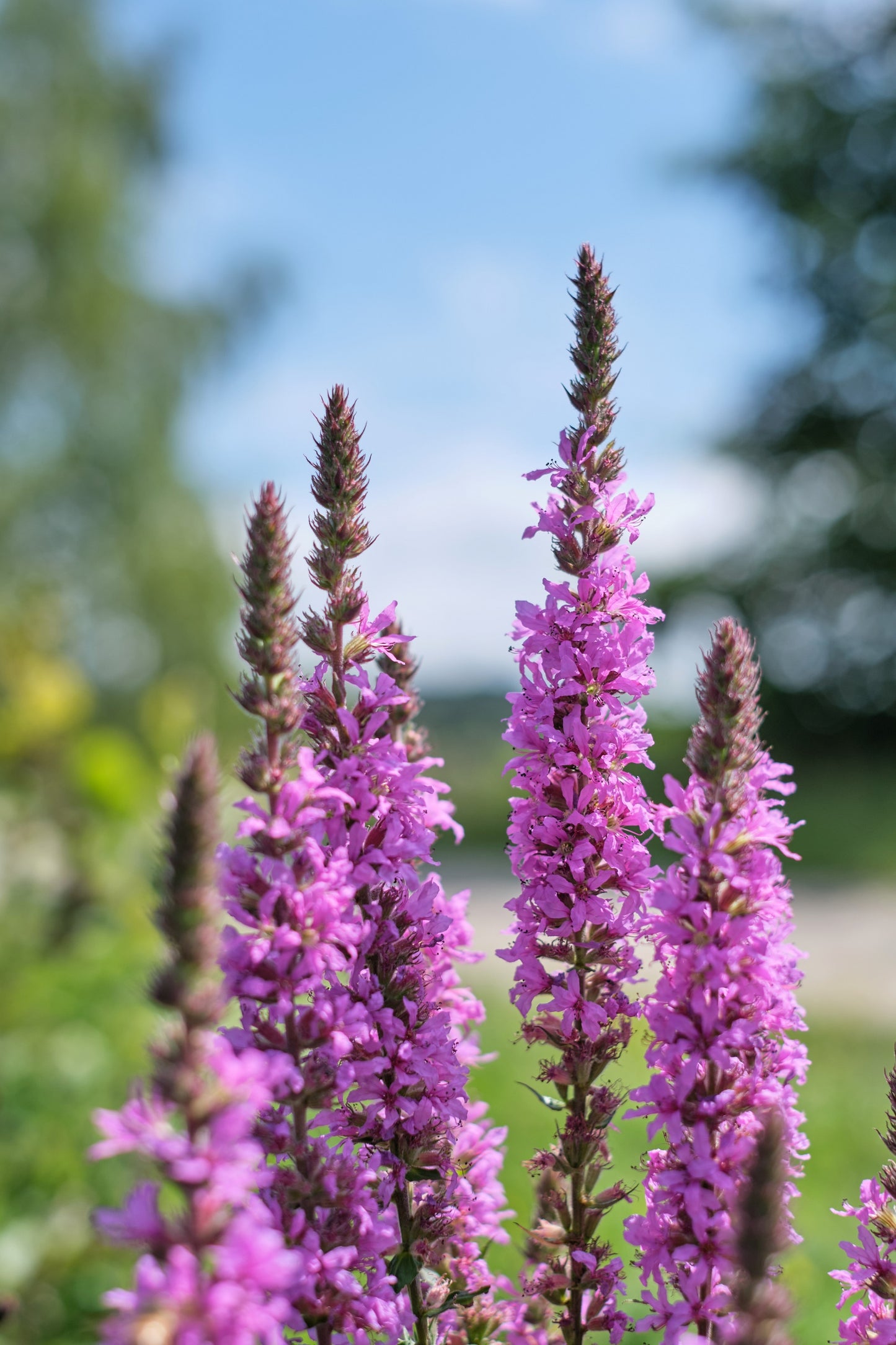 1000 PINK WINGED LOOSESTRIFE Lythrum Alatum Flower Seeds