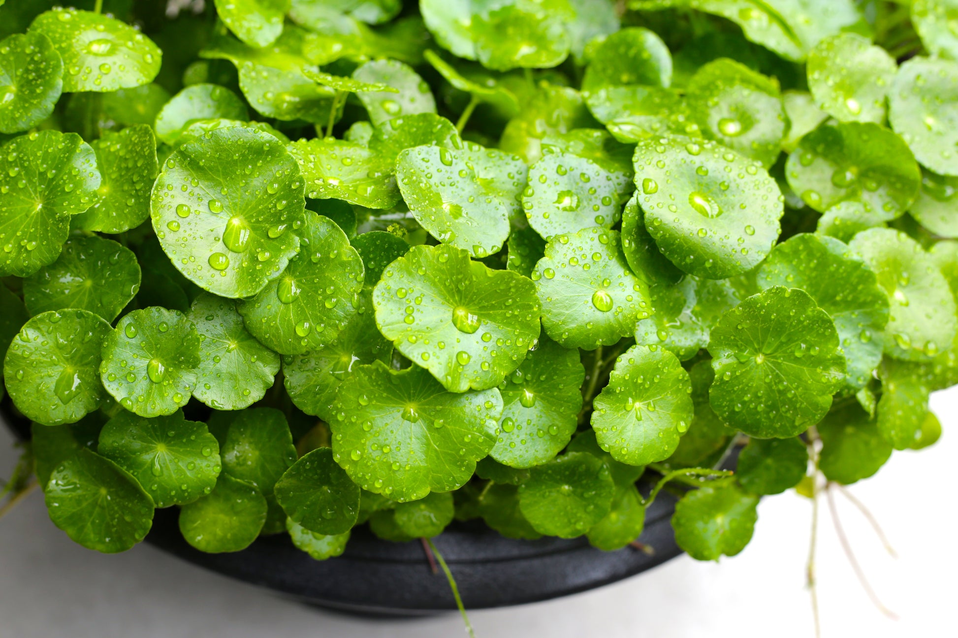 gotu kola plant seeds 50 SPADELEAF Edible Coinwort Centella Asiatica Gotu Kola Herb Pink Flower Seeds