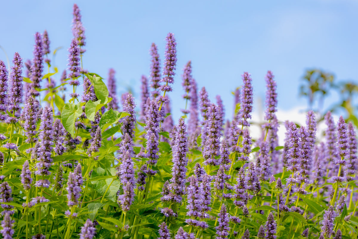 100 ORGANIC Superior LICORICE MINT Agastache Rugosa Korean Tea Herb Purple Flower Seeds