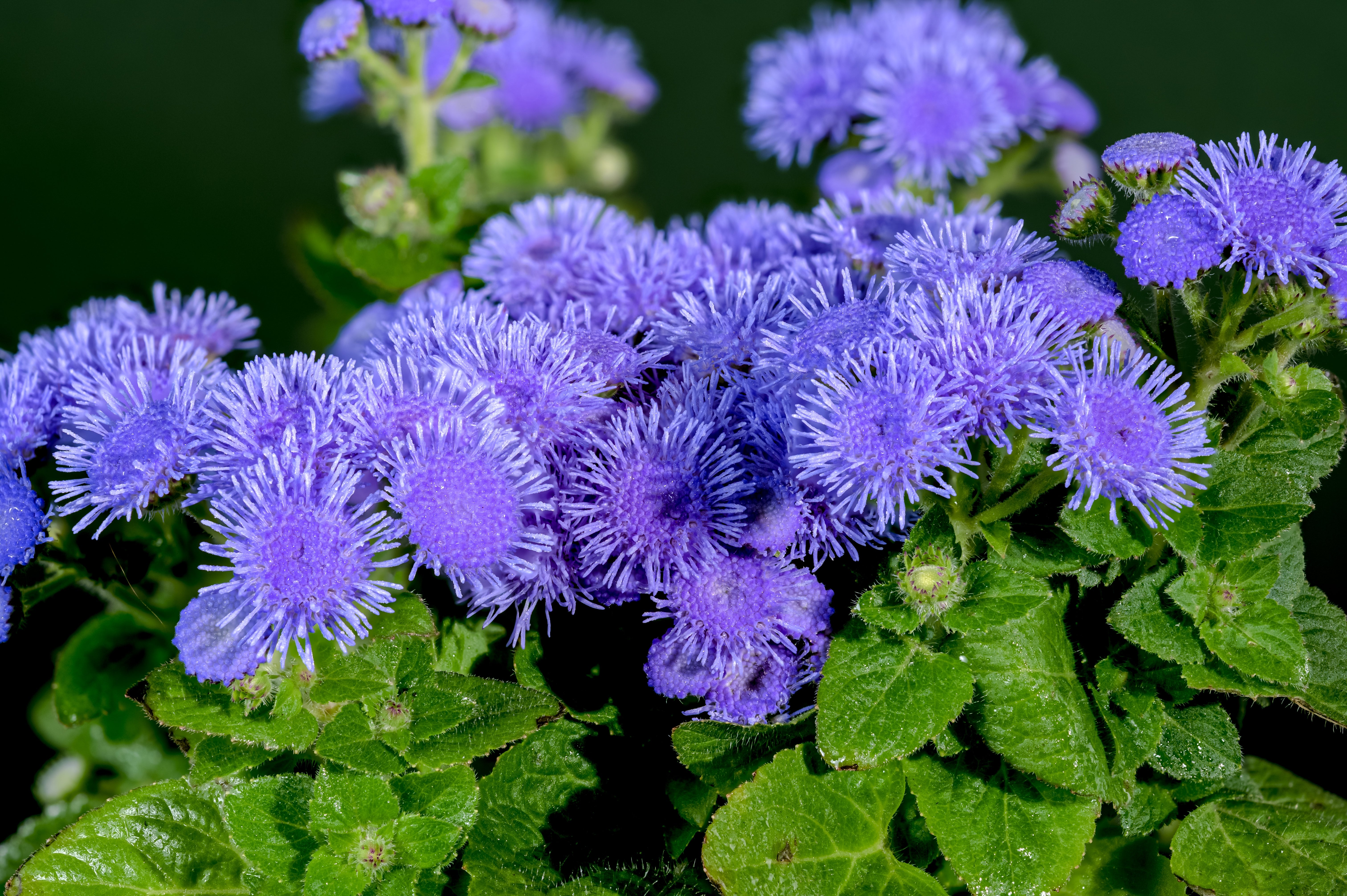 100 Dwarf BLUE MINK AGERATUM Houstonianum Fuzzy Double West Indies