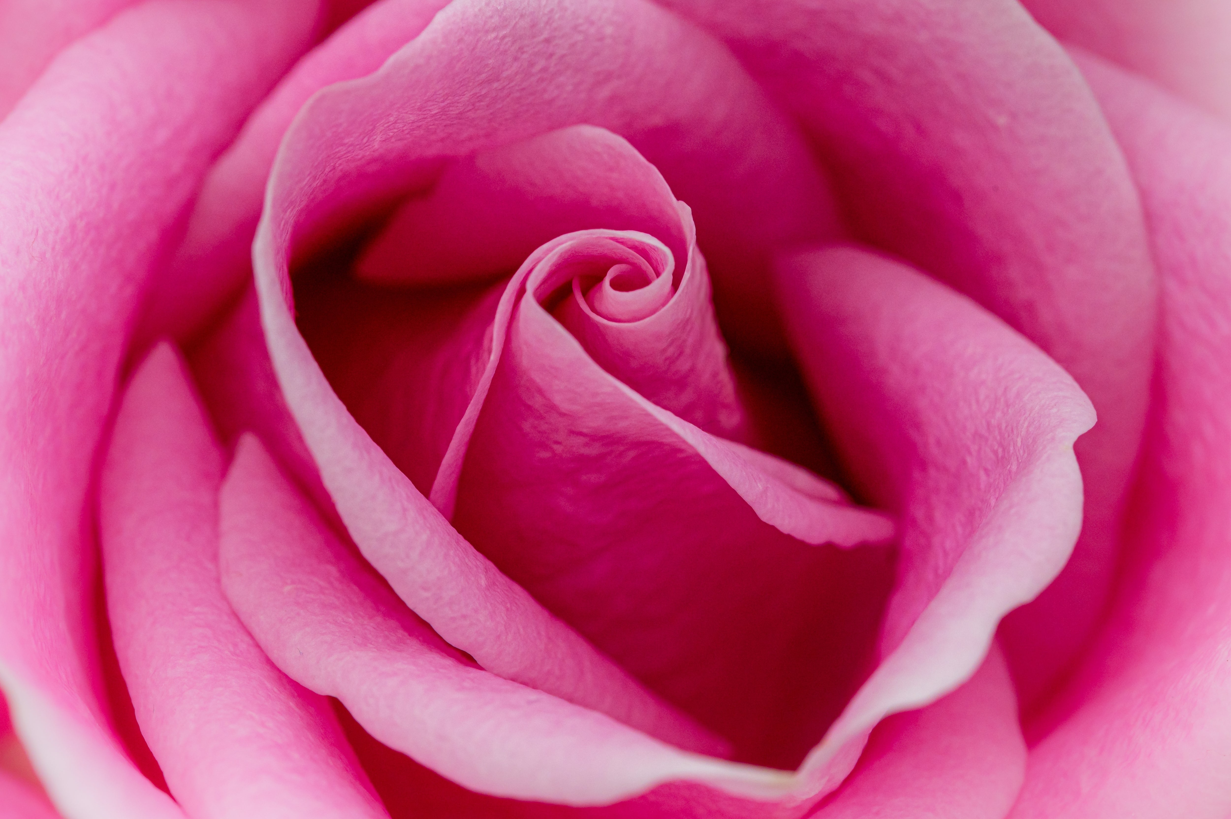 ローズページ 5 PINK ROSE Rosa Bush Shrub Perennial Flower Seeds – Seedville USA