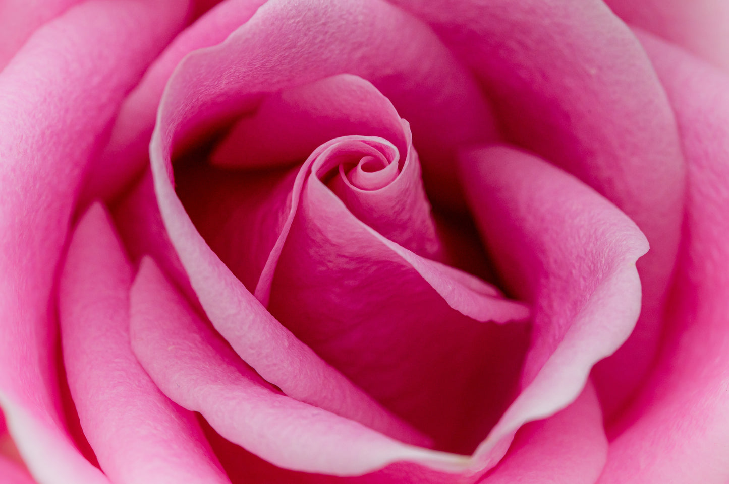 5 PINK ROSE Rosa Bush Shrub Perennial Flower Seeds