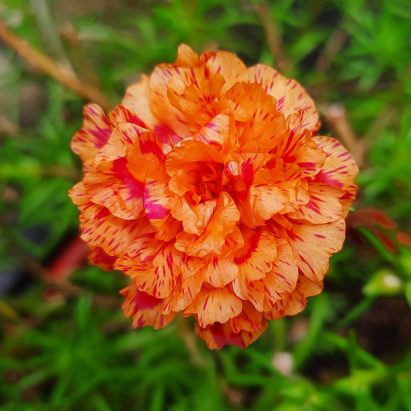 100 Orange PORTULACA MOSS ROSE Portulaca Grandiflora Succulent Flower Seeds