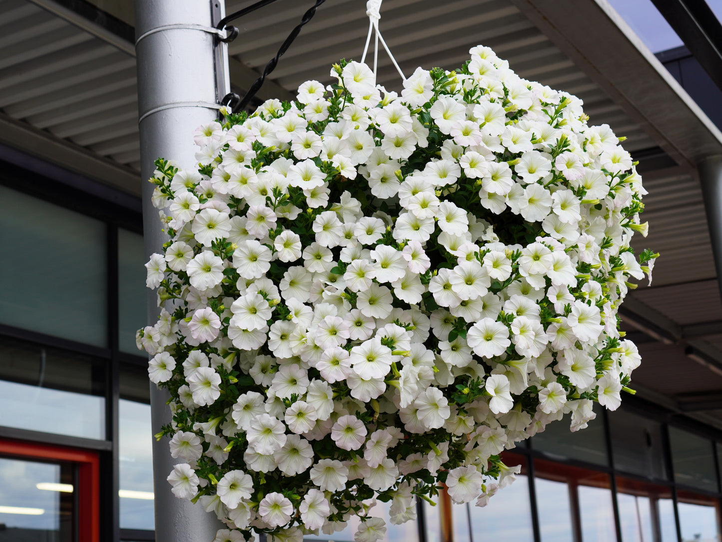 25 WHITE PETUNIA Grandiflora Flower Seeds