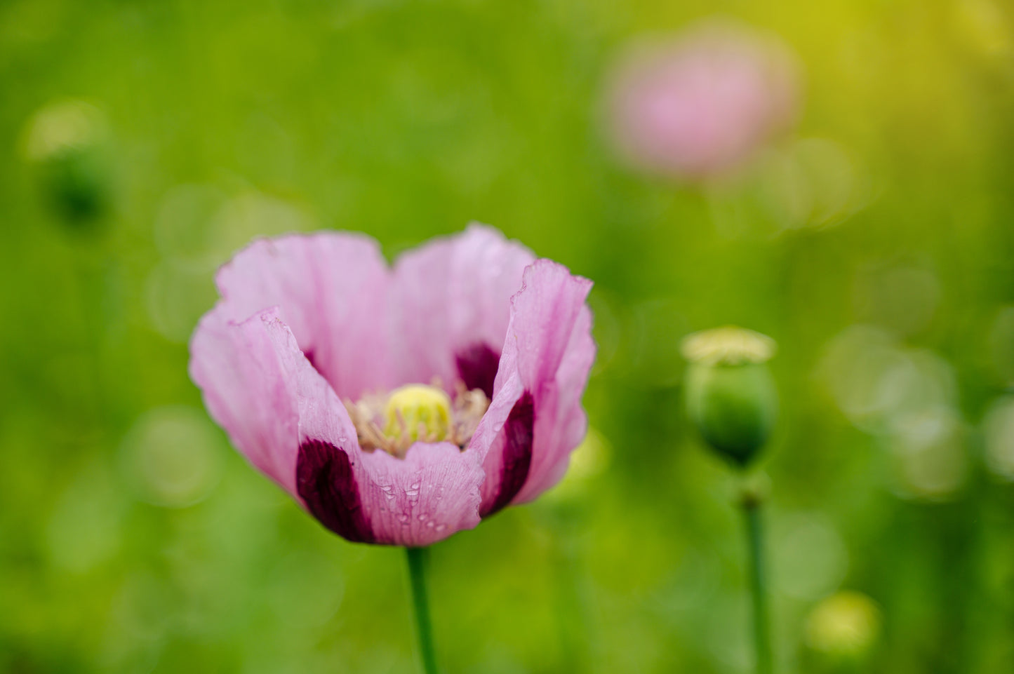 1000 SINGLE LILAC POPPY Papaver Somniferum Purple Heirloom Flower Seeds
