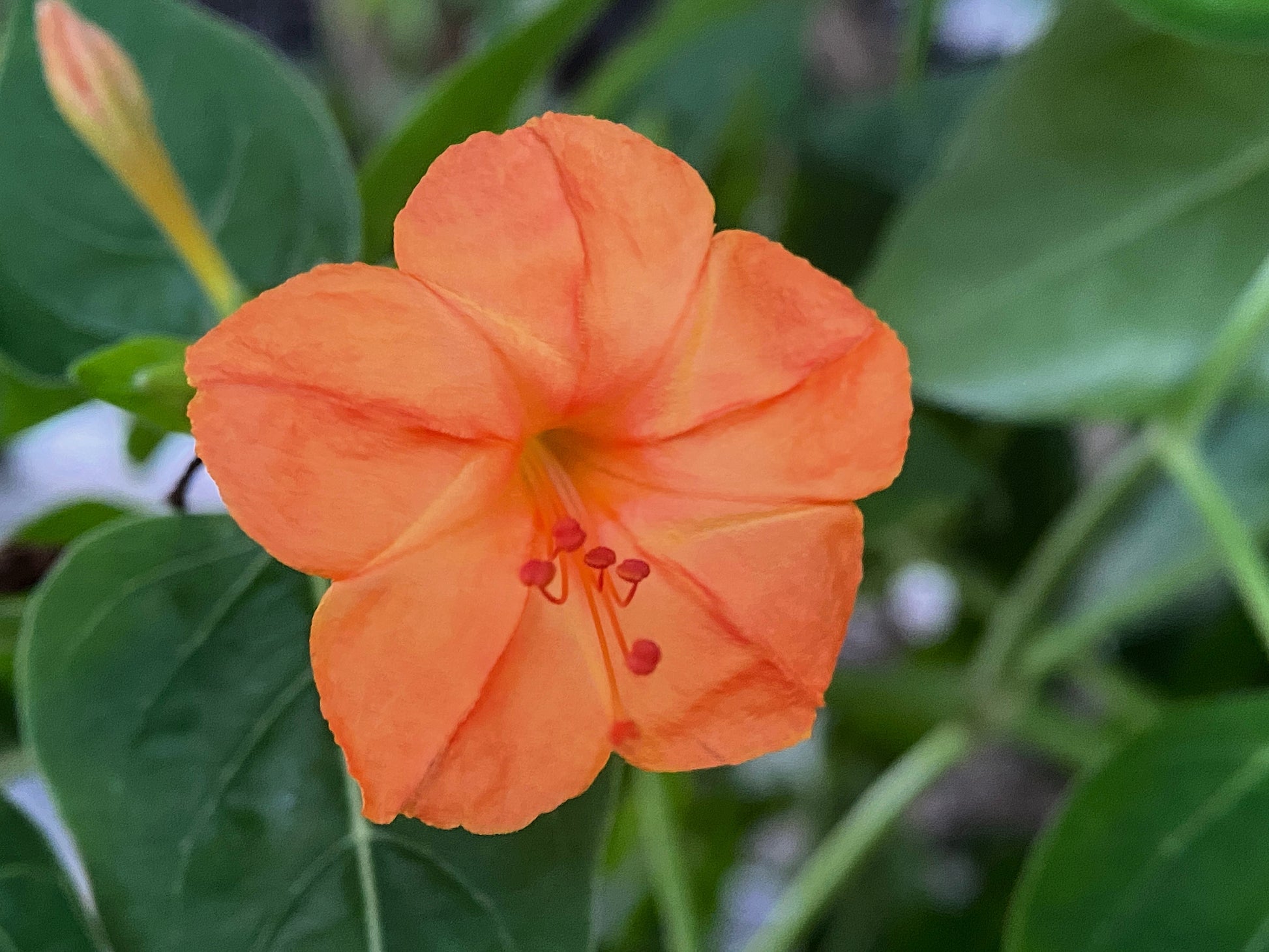 9 o'clock flower seeds 75 MIXED FOUR O CLOCK aka Marvel of Peru Mirabilis Jalapa Flower Seeds