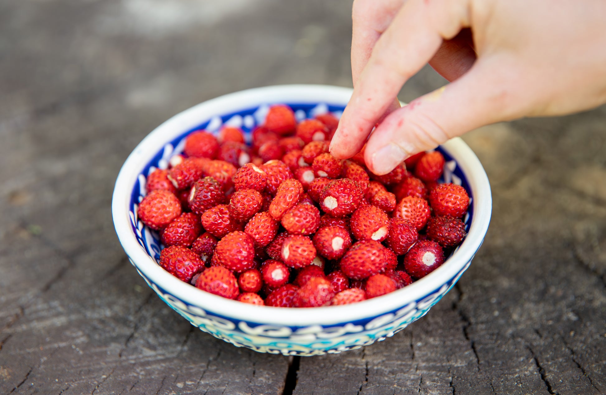 100 VESCA BARON STRAWBERRY Solemacher Berry Fragari Fruit Seeds
