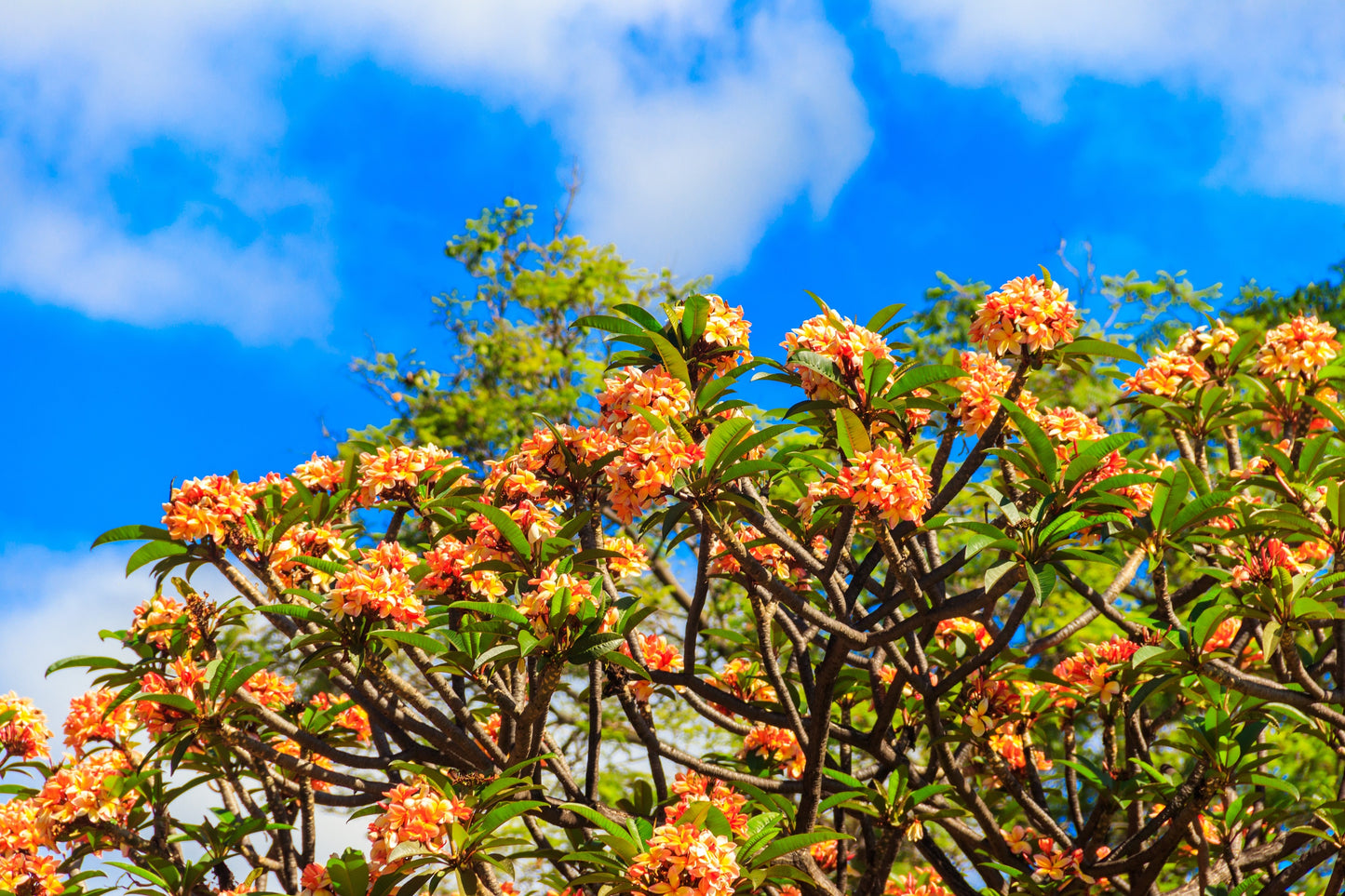 10 MIXED COLORS PLUMERIA Seeds - Lei Flower Frangipani Mix Fragrant Shrub Small Tree Pink Red Yellow White Peach Two Tone