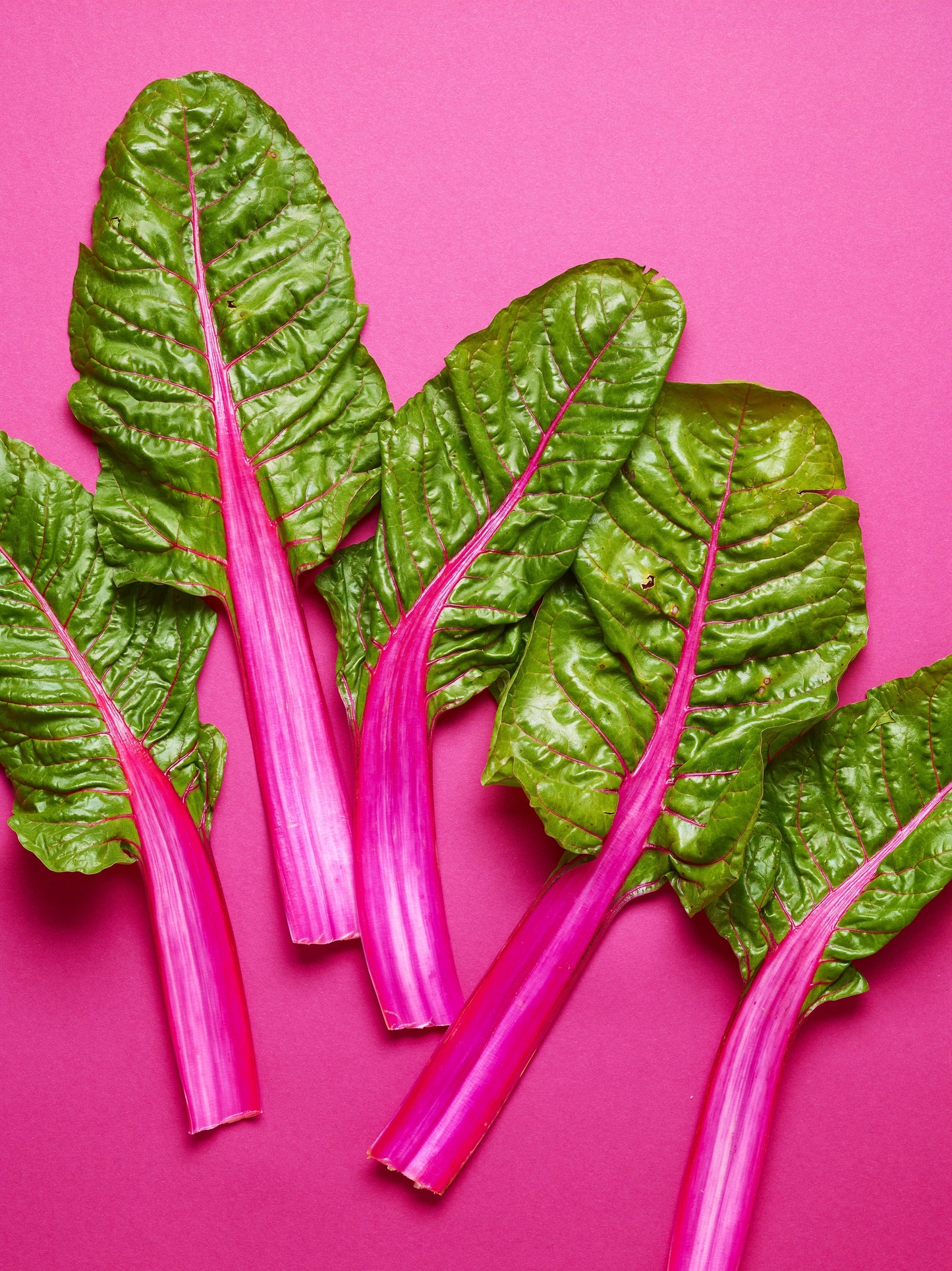 40 PINK LIPSTICK SWISS CHARD Vegetable Seeds Perpetual Spinach Beta Vulgaris Seeds