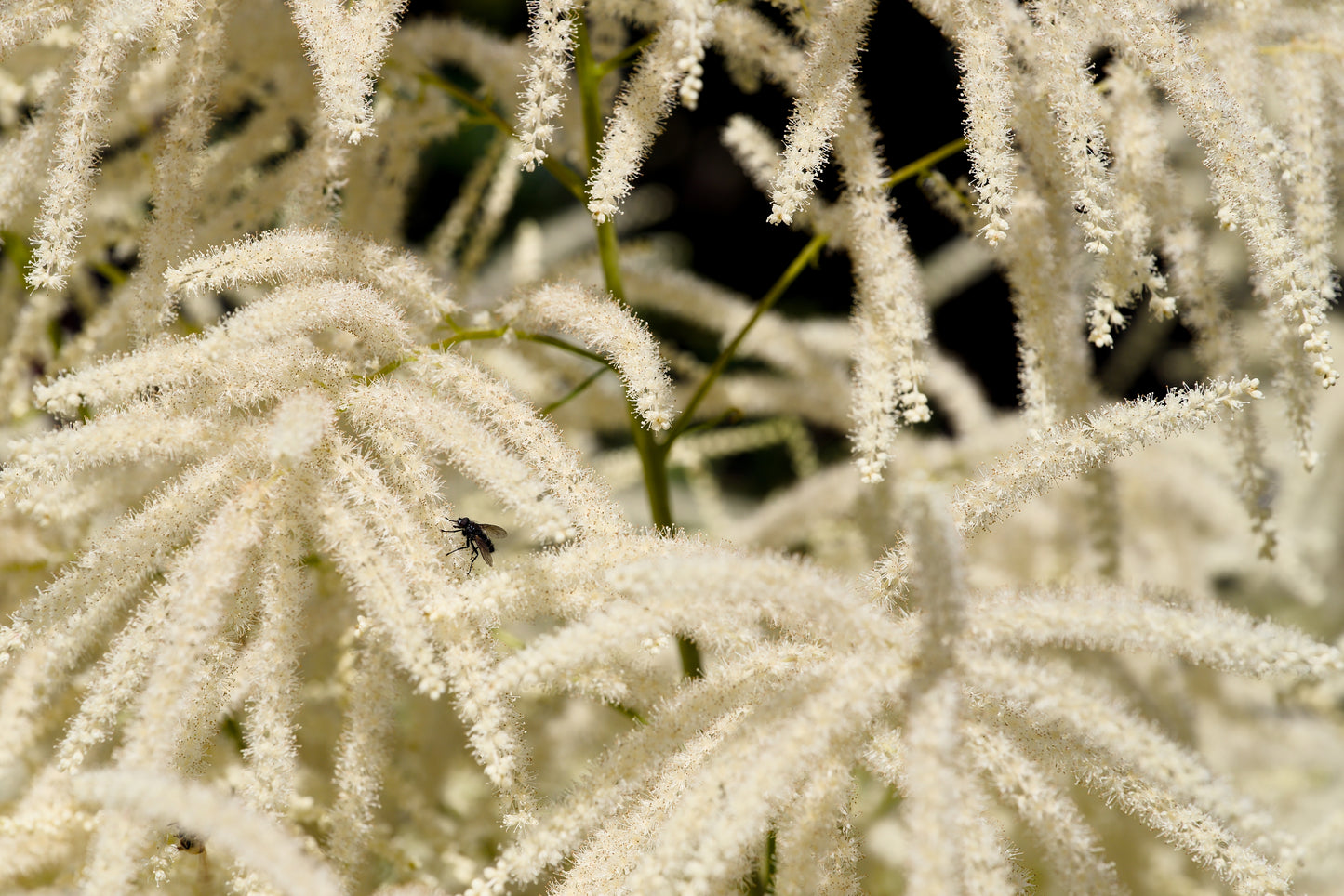 50 WHITE GOATS BEARD (like Astilbe) Aruncus Dioicus Flower Seeds