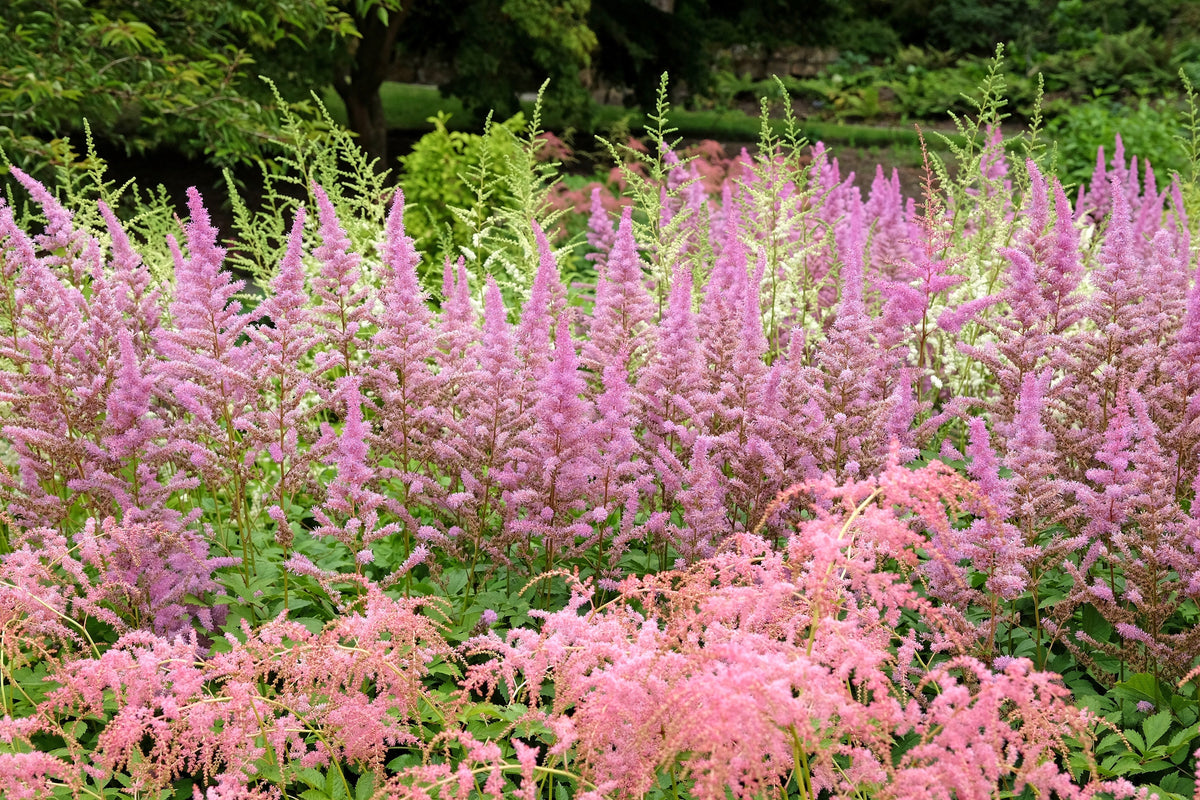 100 PINK MIX ASTILBE (False Spirea / False Goats Beard) Astilbe Chinensis Shade Flower Seeds